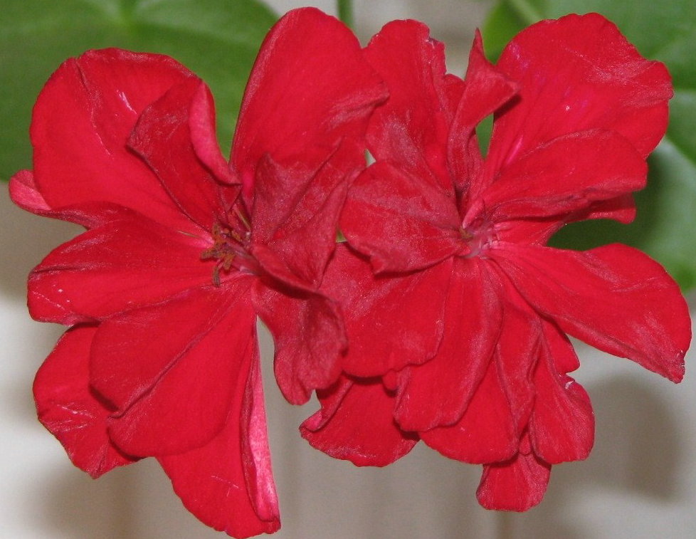 Photo of bright red Geranium bloom up close.