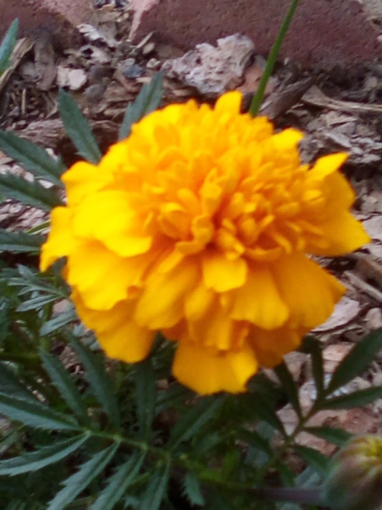 Phot of Dwarf Marigold flower up close.