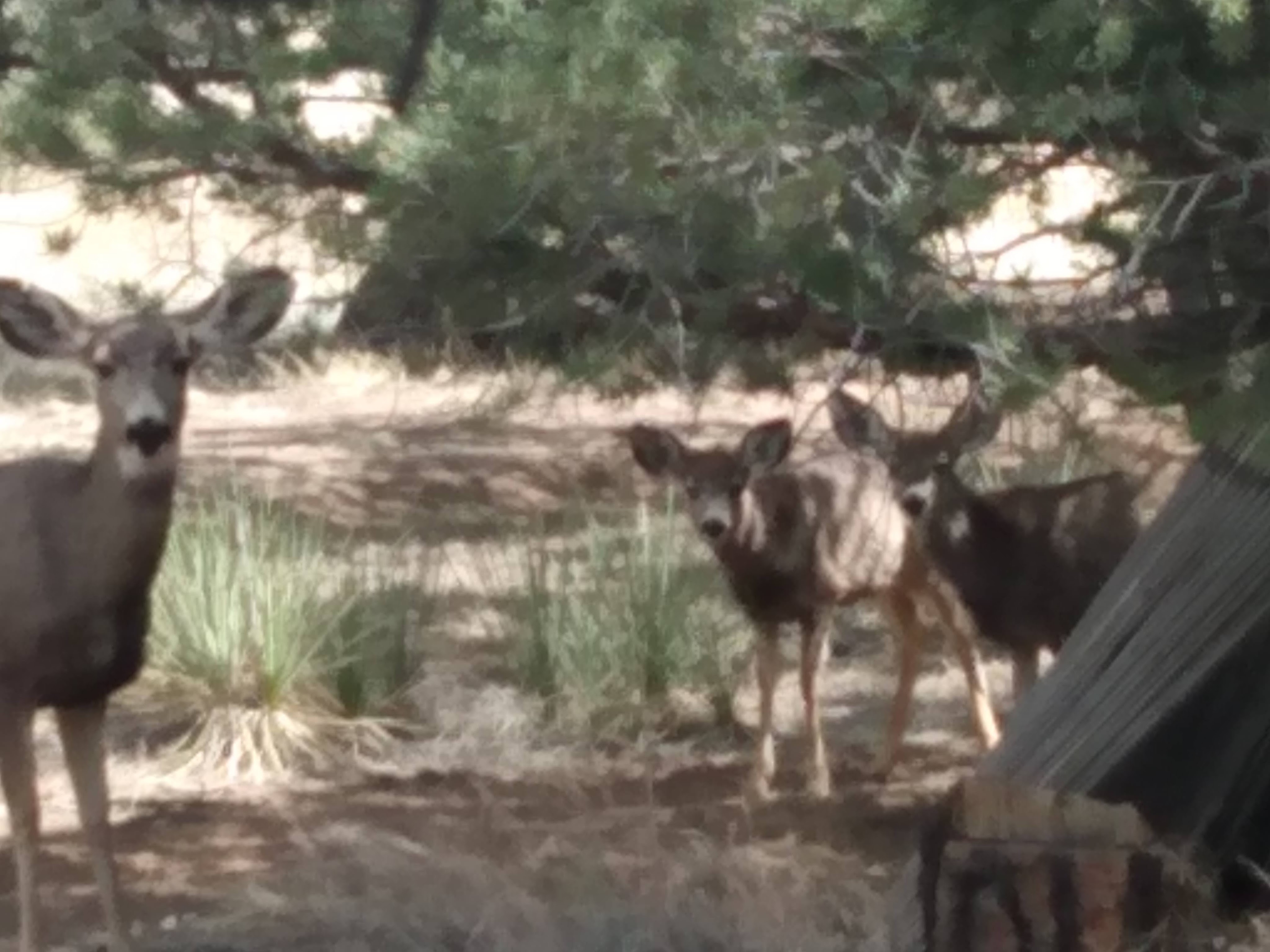 Photo of three female dear, momma and babies