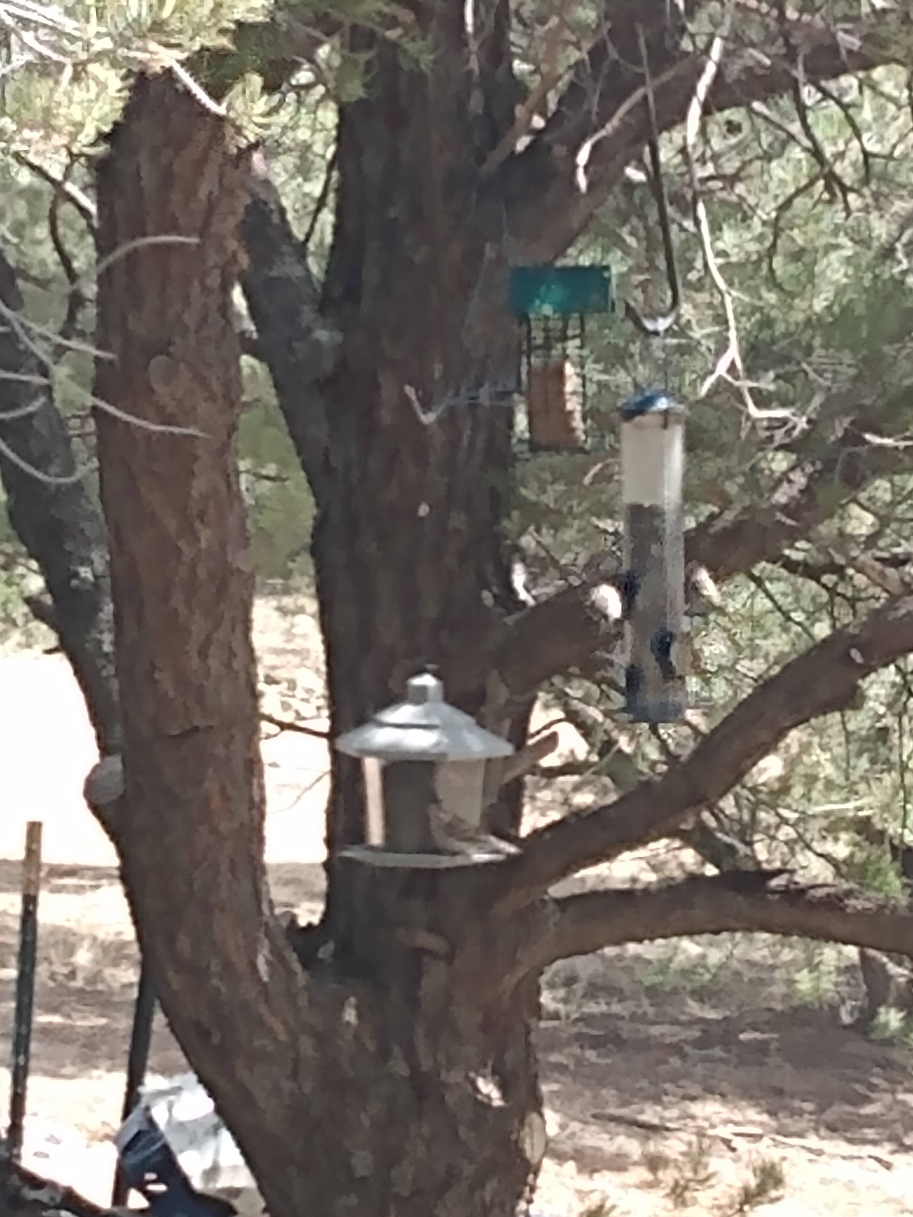 Photo of a tree with bird feeders hanging and several birds.