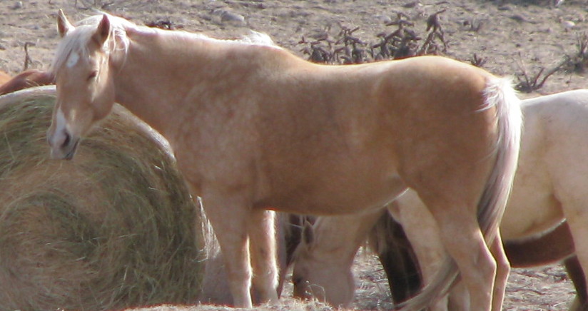 Photo of horses gathered around hay. Horse in forefront looks like he's smiling.