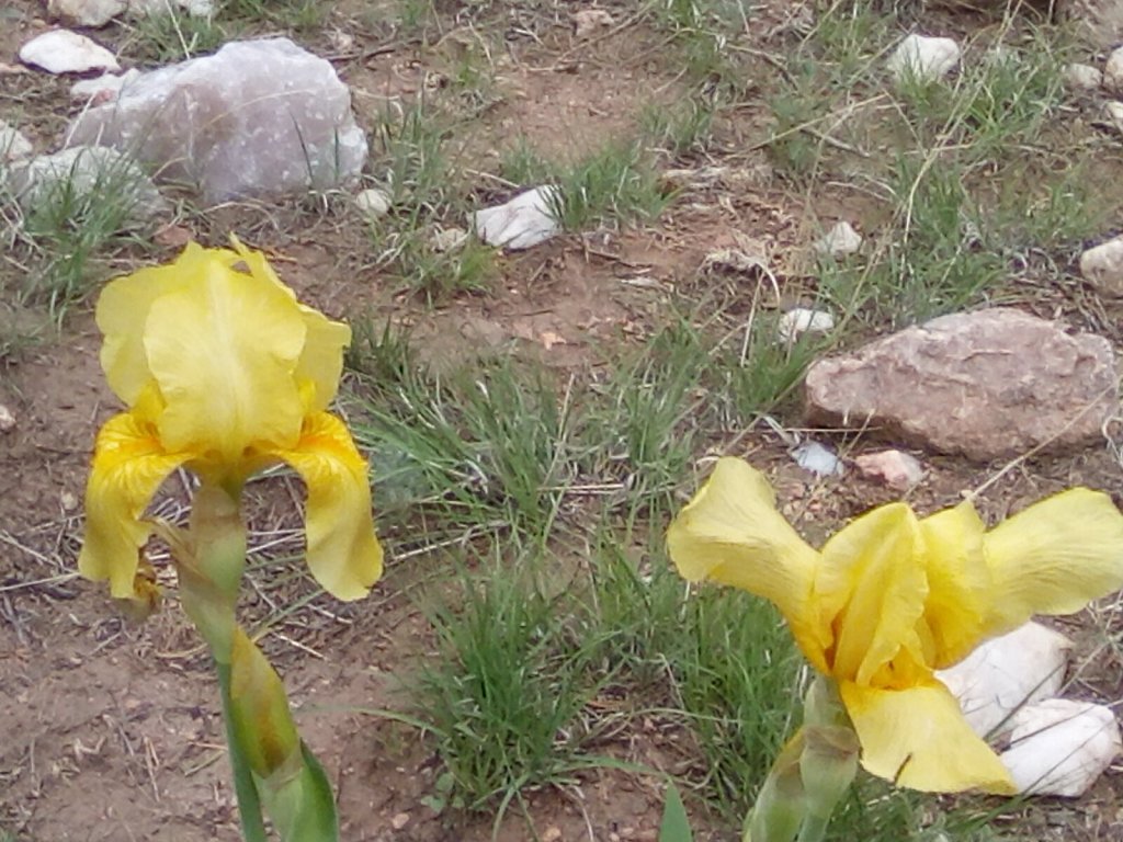 A yellow Iris with two blooms