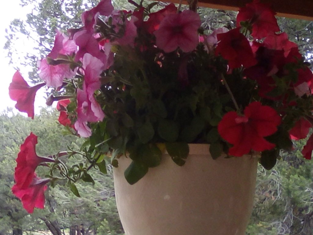 A pot of petunias
