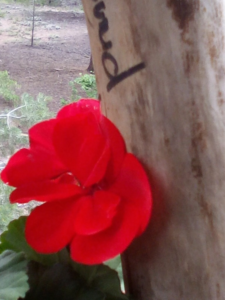 A cloe-up of a red Geranium bloom
