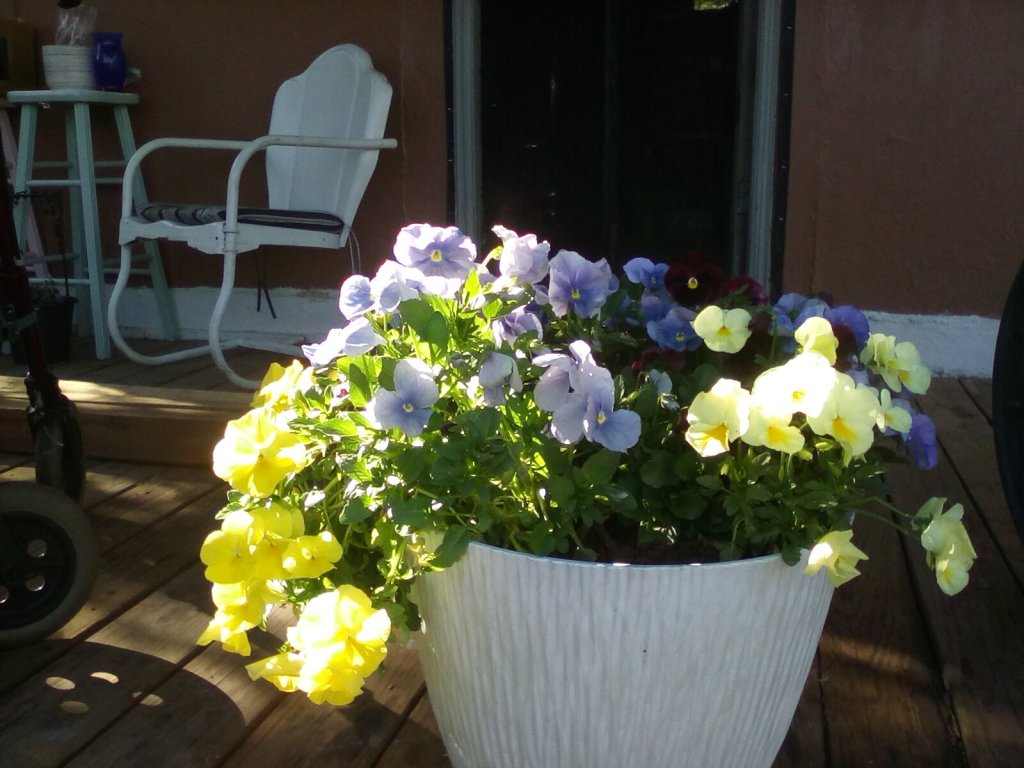 A planter pot of pansies