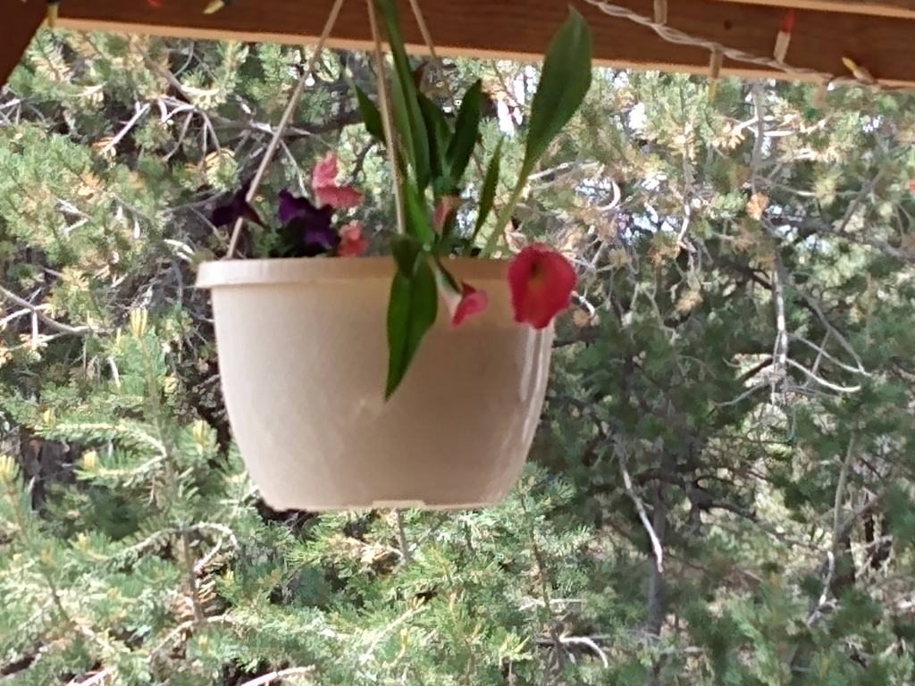 Pot with a Calla Lily