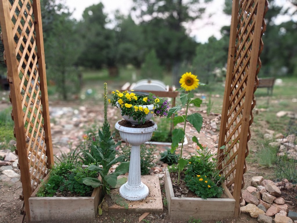 Pedestal planter with yellow pansies and a tall sunflower