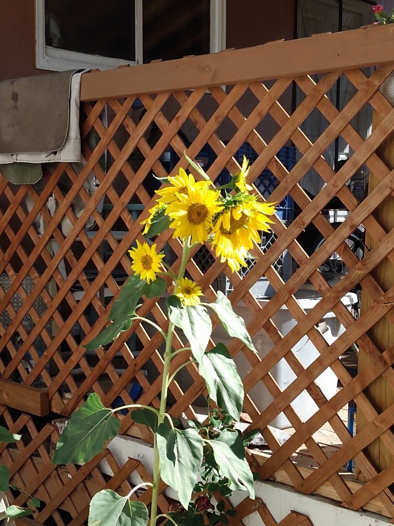 A large sunflower with multiple heads.