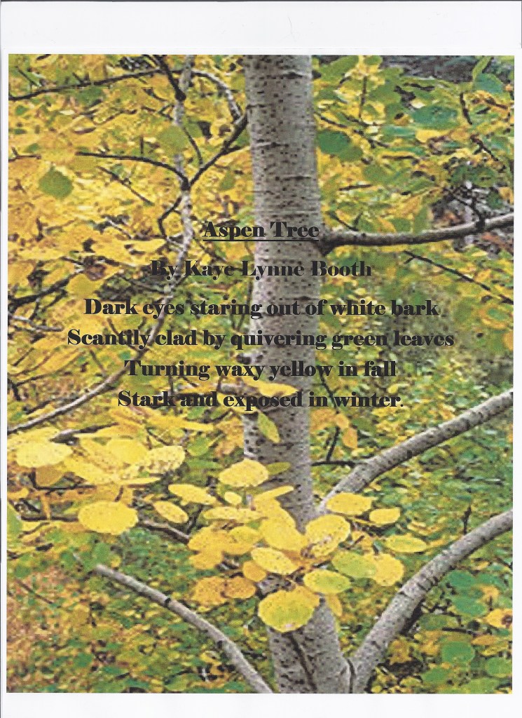 An aspen tree with yellow and green leaves of early fall in background with the words to "Aspen Tree" in the foreground.
Text: Aspen Tree by Kaye Lynne Booth - Dark eyes staring out of white bark, Scantily clad by quivering green leaves, Turning waxy yellow in fall,Stark and exposed in winter