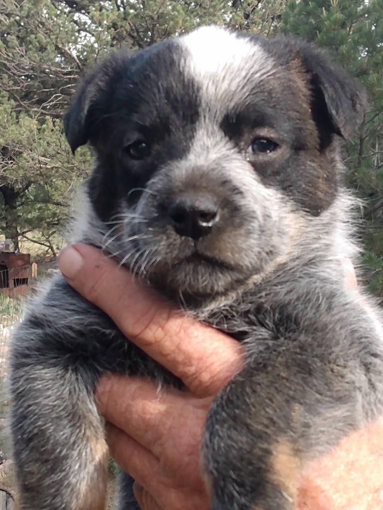 Black and White Puppy
