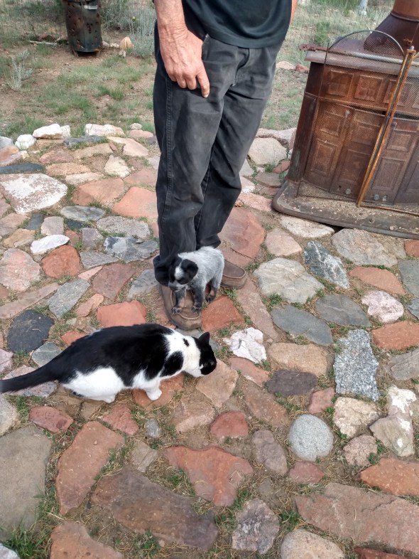 Black and white puppy and black and white cat