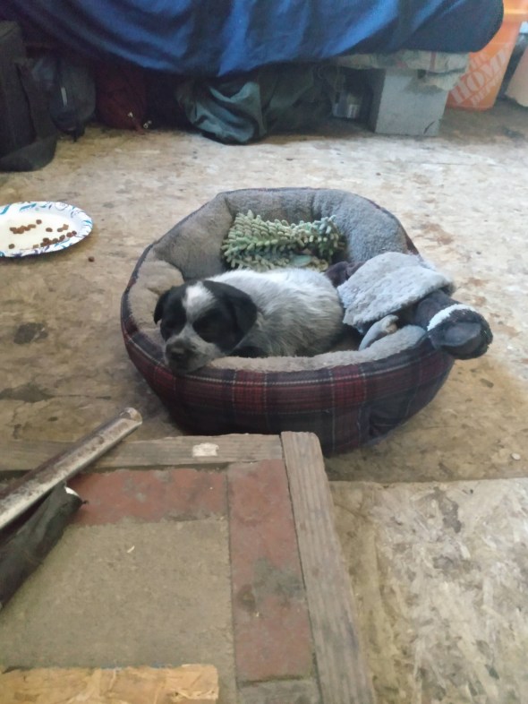 puppy in pet bed with duck