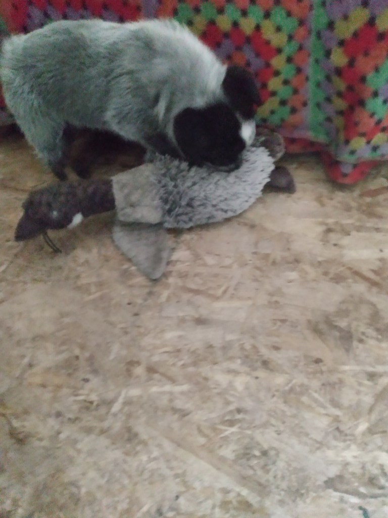 puppy fighting duck