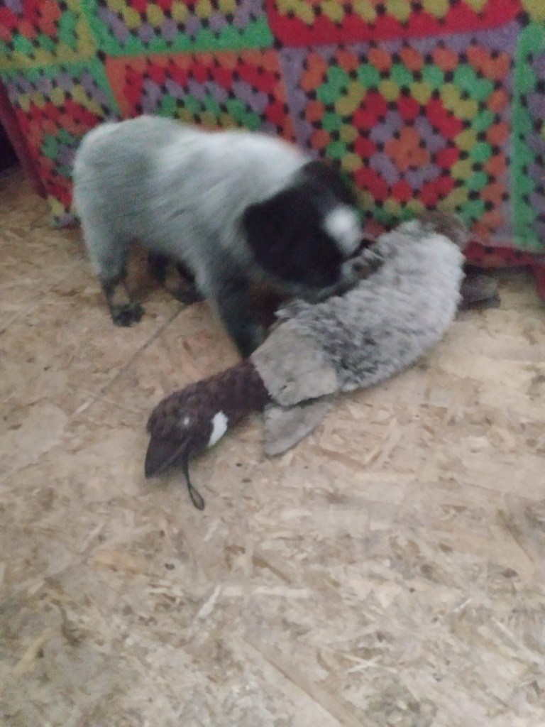 Puppy fighting duck