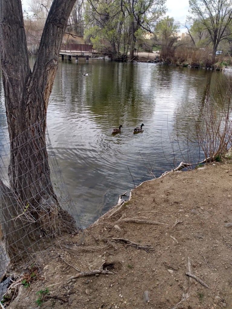 Two ducks swimming away.