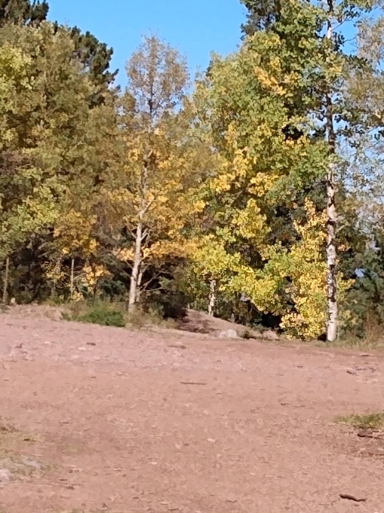 Photo of yellowing Aspen trees.