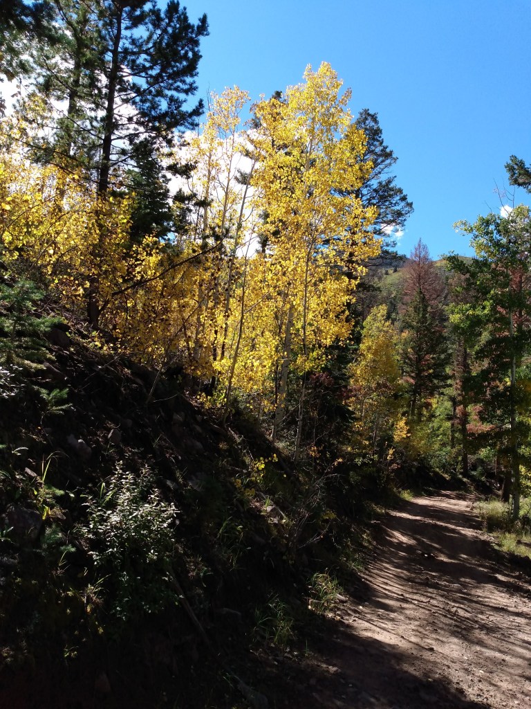 Photo of yellow Aspen and green pine trees on a hill.