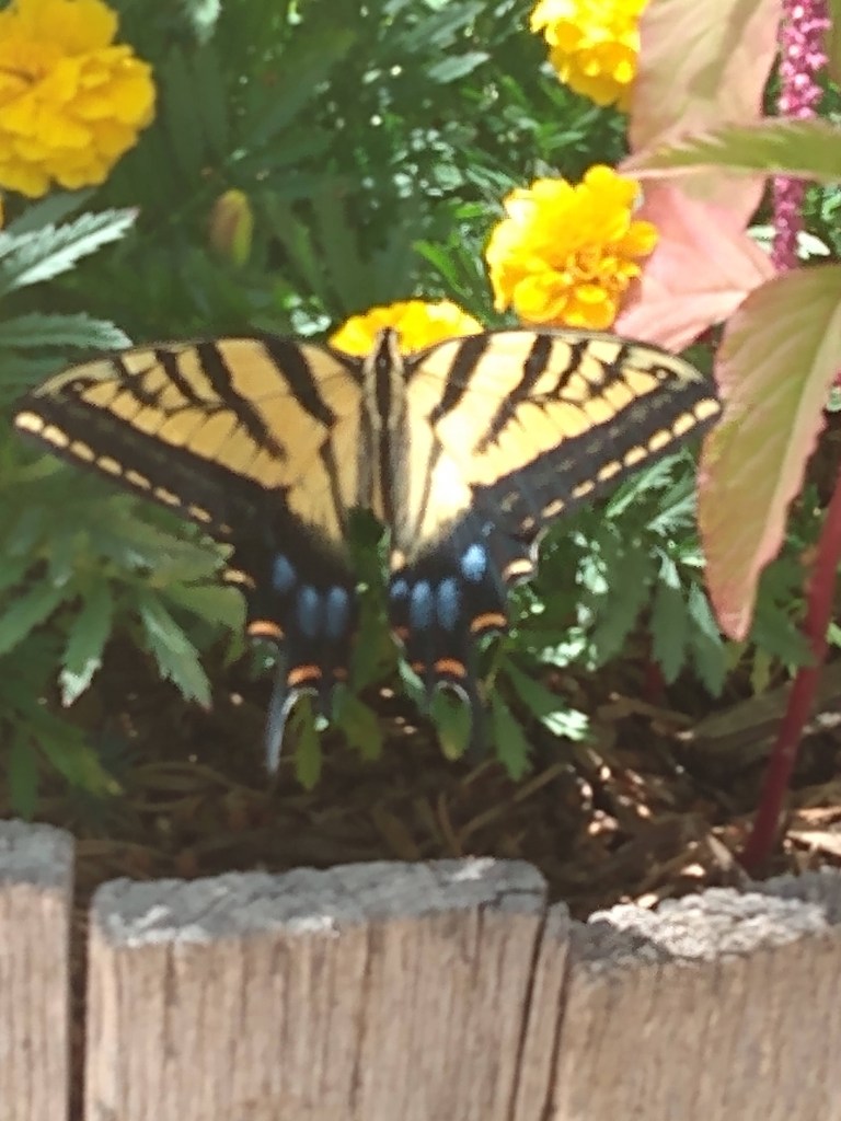 Photo of a tiger swallowtail butterfly lit onsome yellow marigold blooms