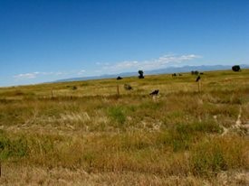 Turkey Vultures and Raven sharing a meal