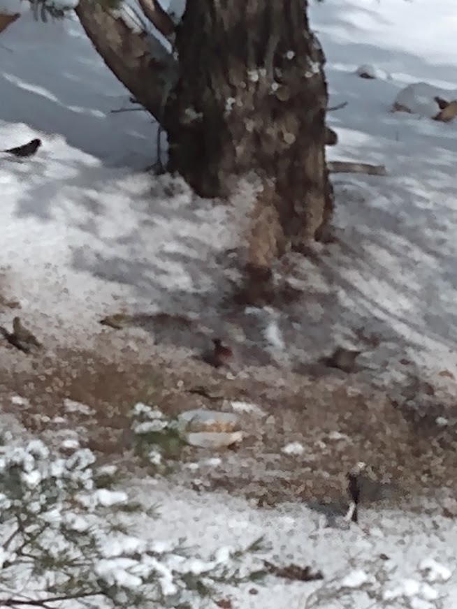 Juncos in the snow grabbing a bite