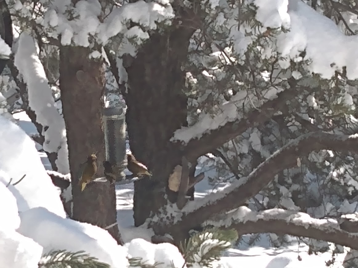 Sparrows on a feeder in the snow