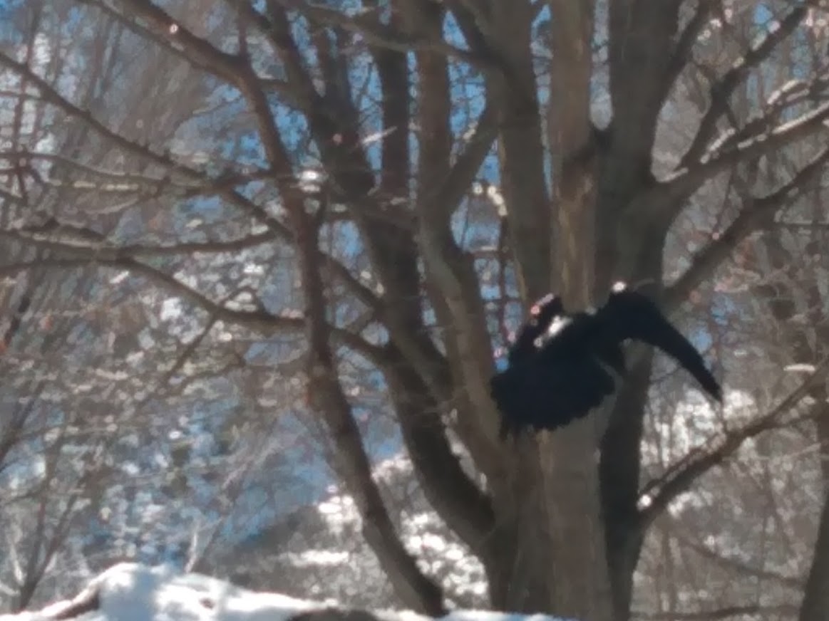 Raven in flight