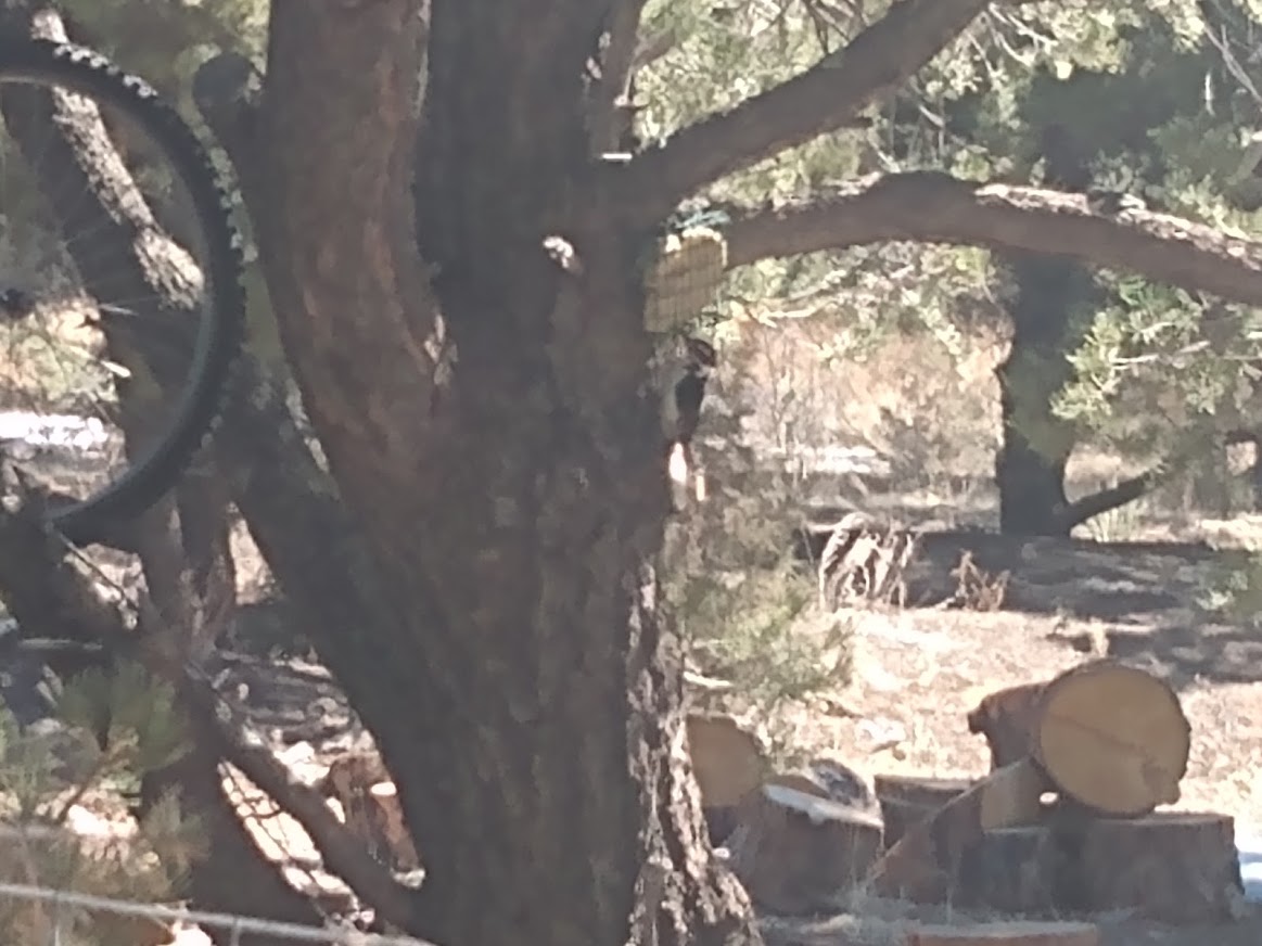 Downy Woodpecker at a suet feeder in a tree