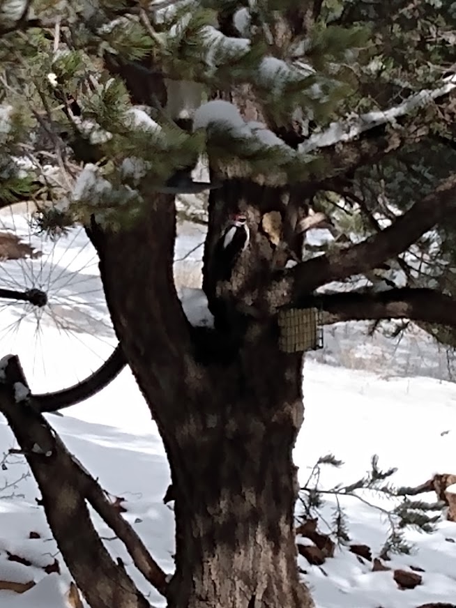 Downey Woodpecker at a suet feeder in a tree in the snow
