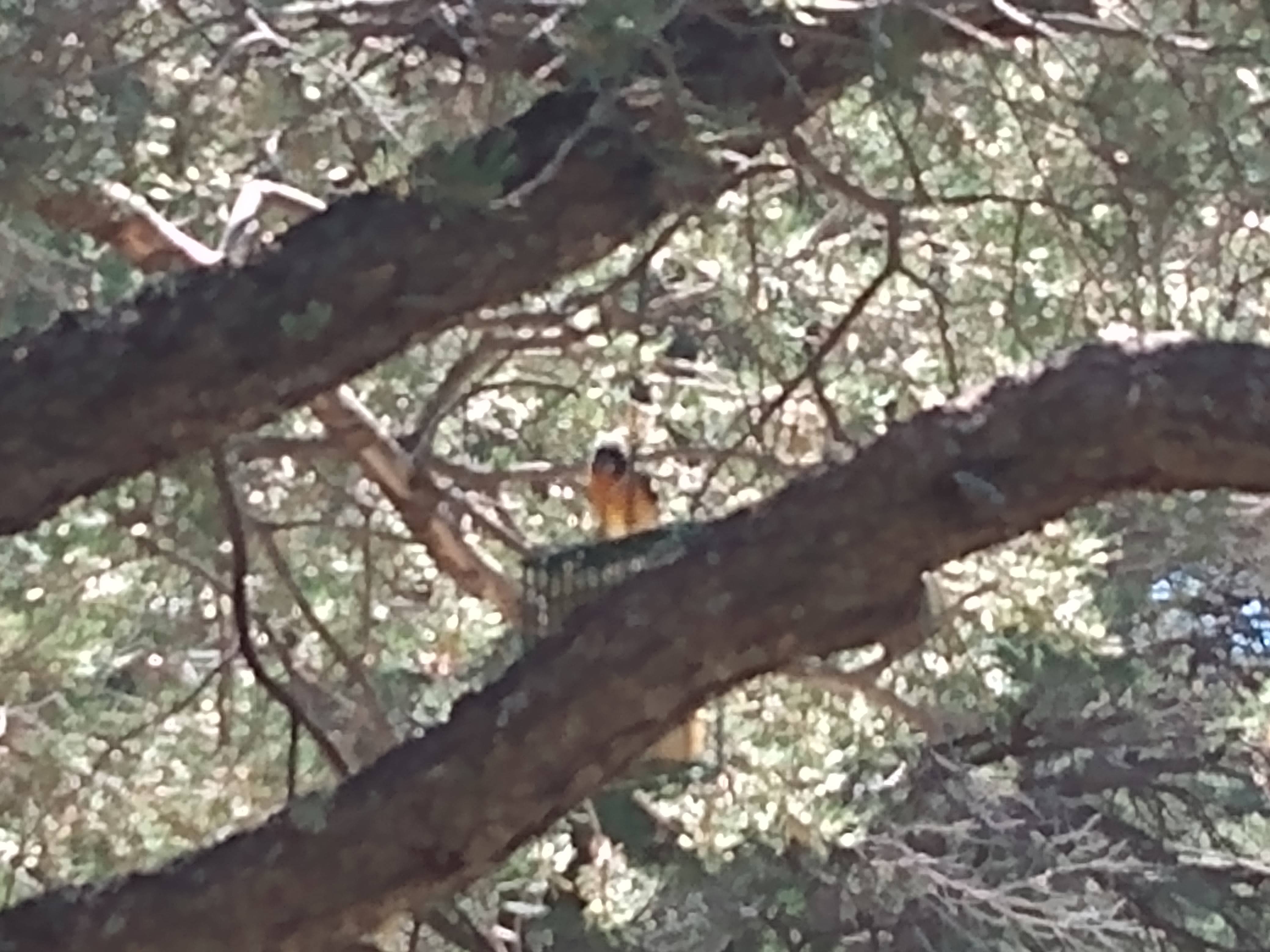 Evening Grosbeak in a tree