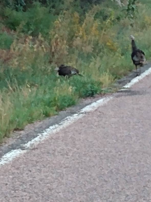 Two Wild Turkeys at the side of the road
