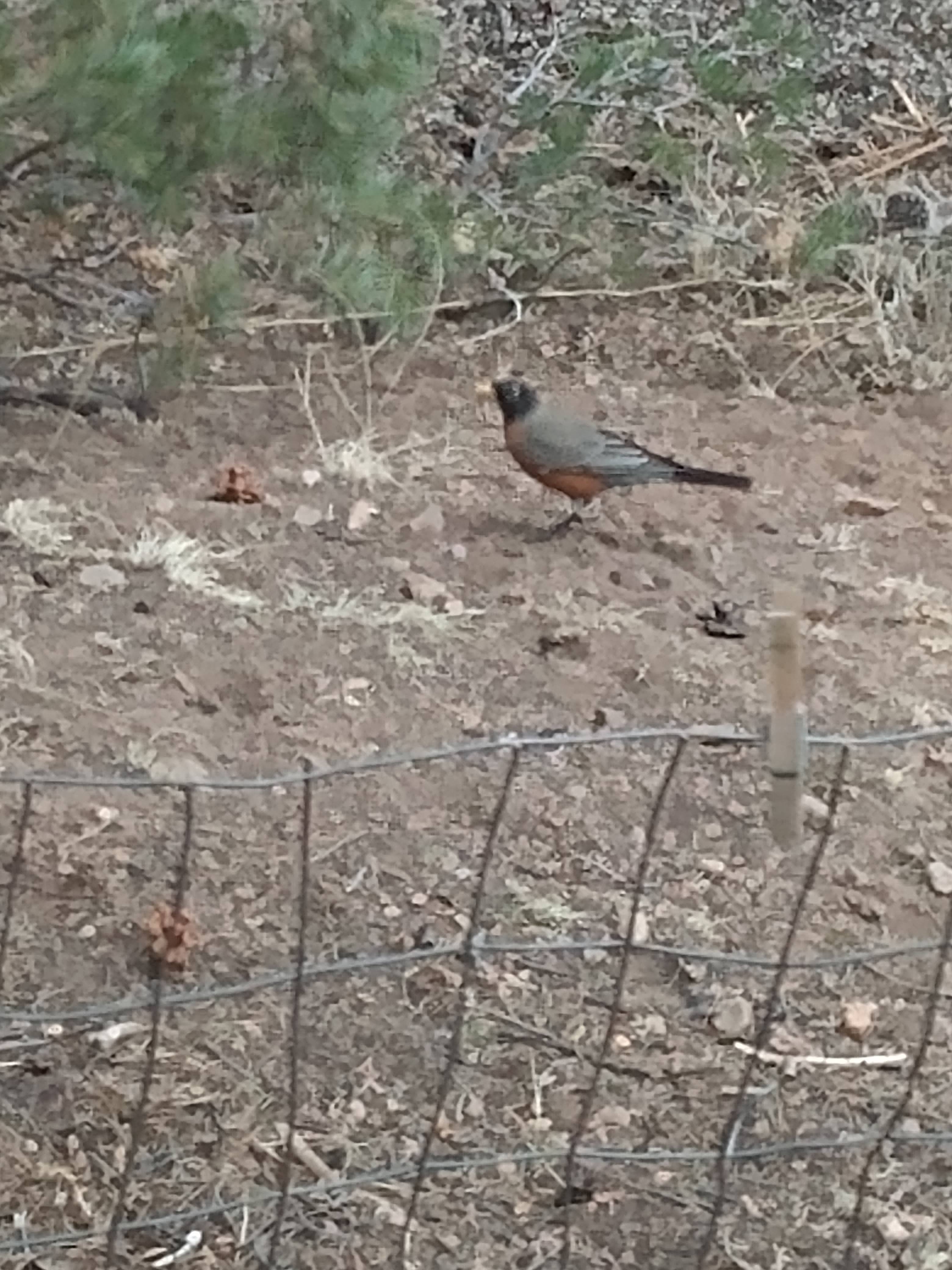 Robin on a garden path