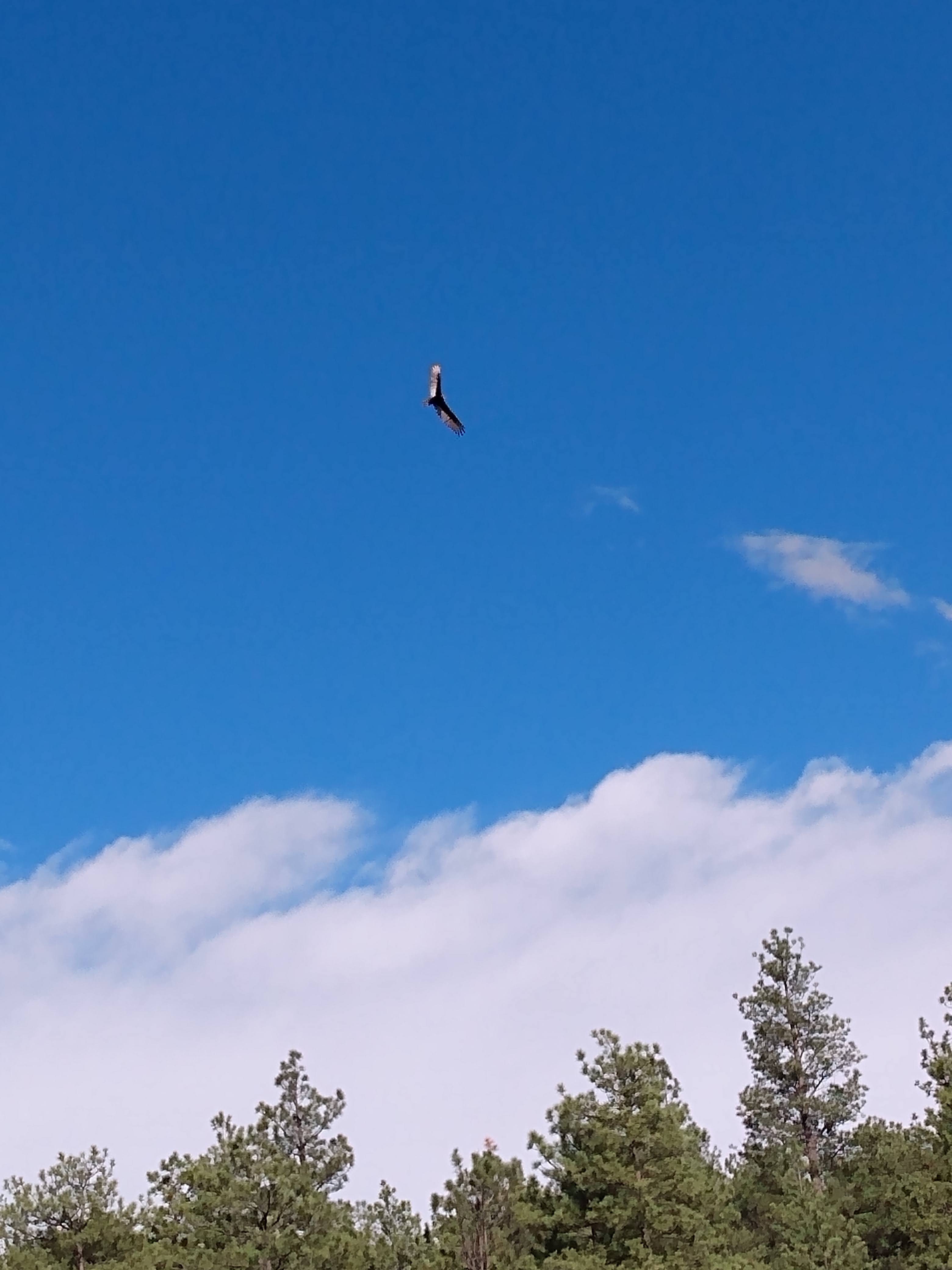 Turkey Vulture in flight