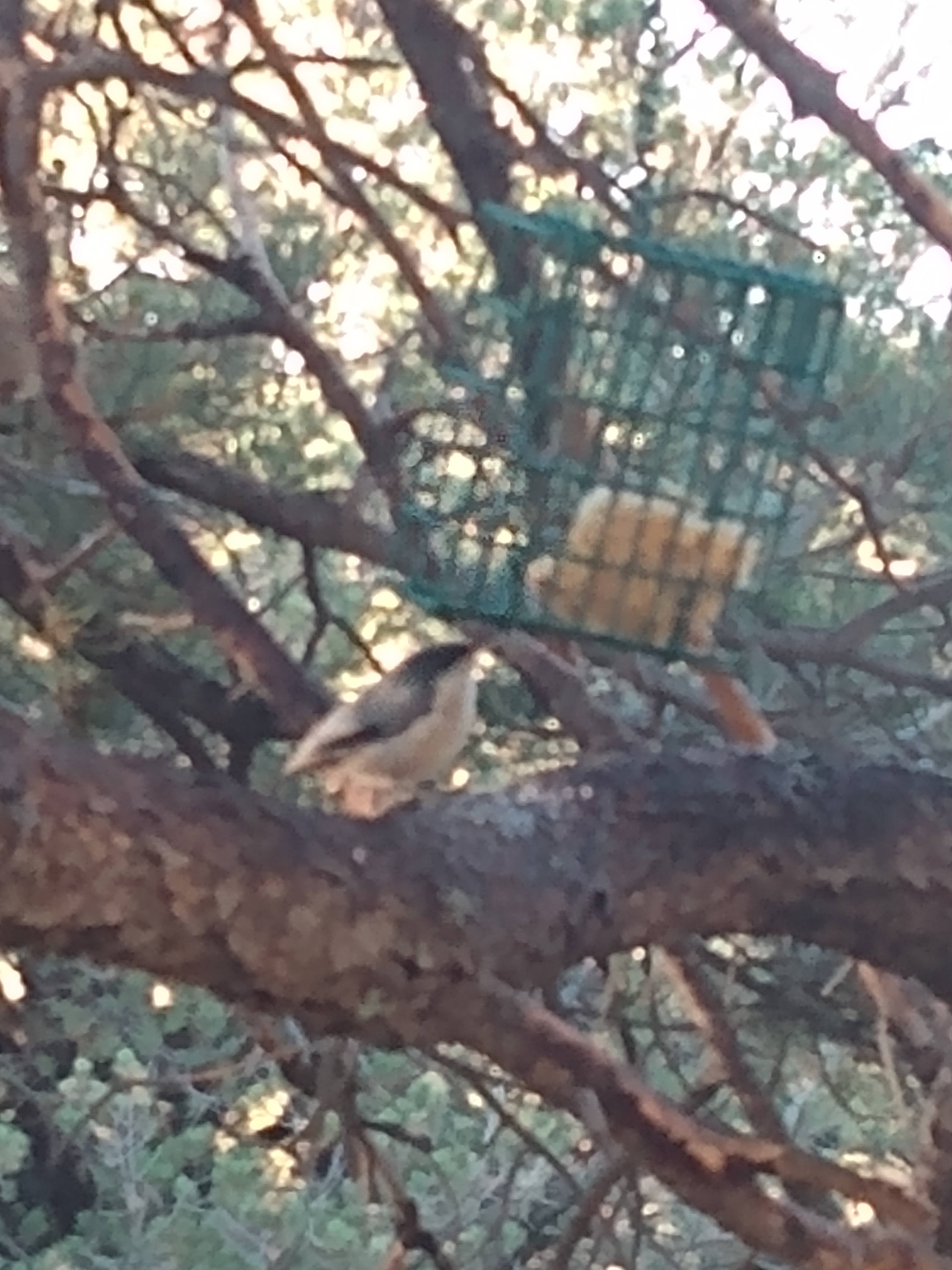 Nuthatch at the suet feeder