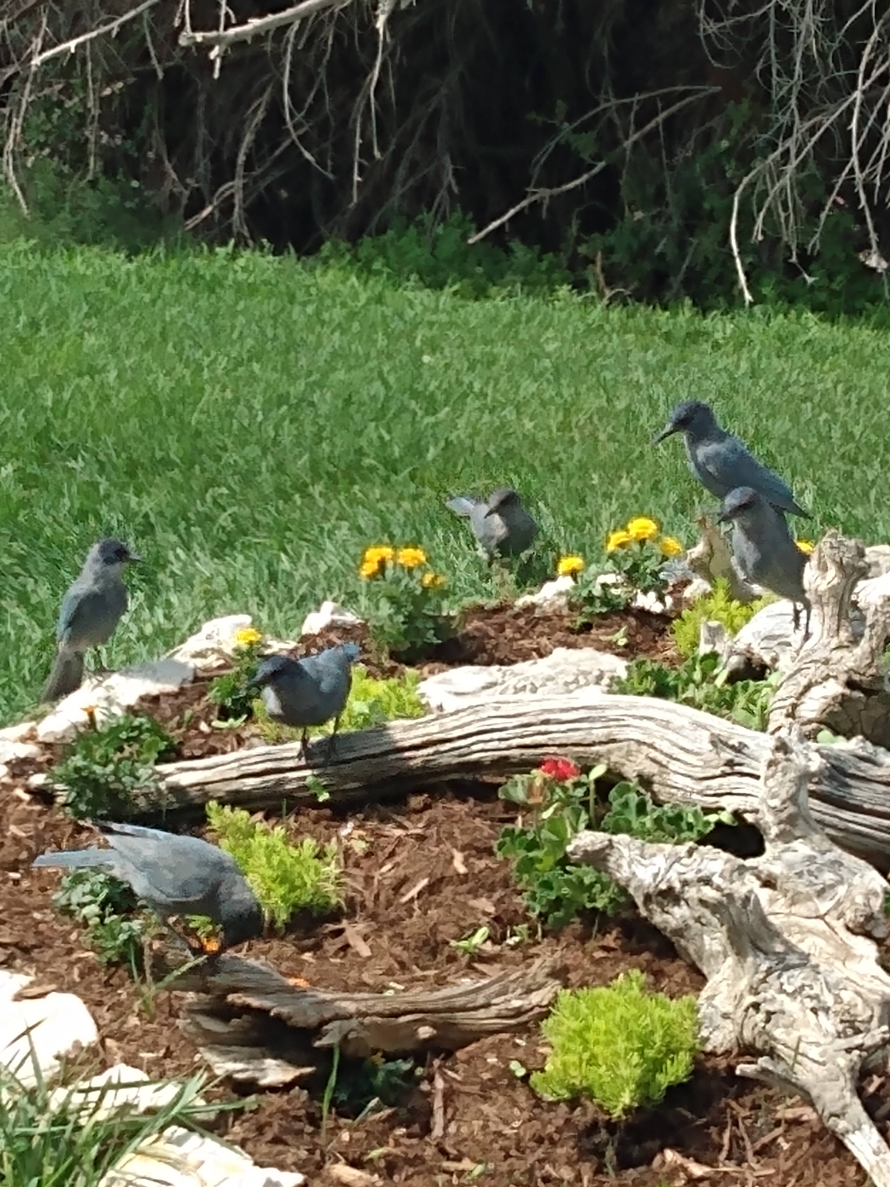 Several Grey Jays looking for a bite