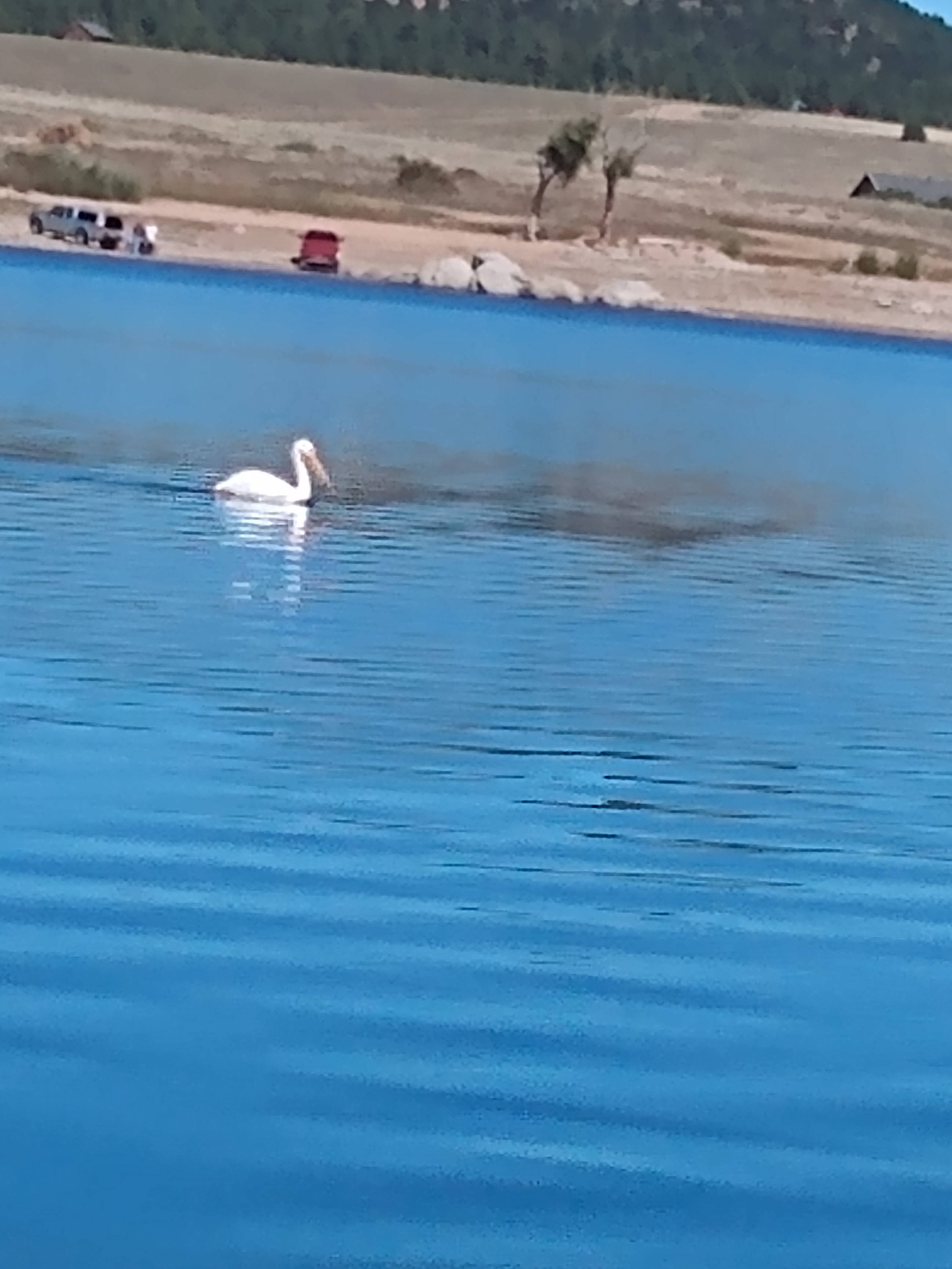 Stork at Lake DeWeese