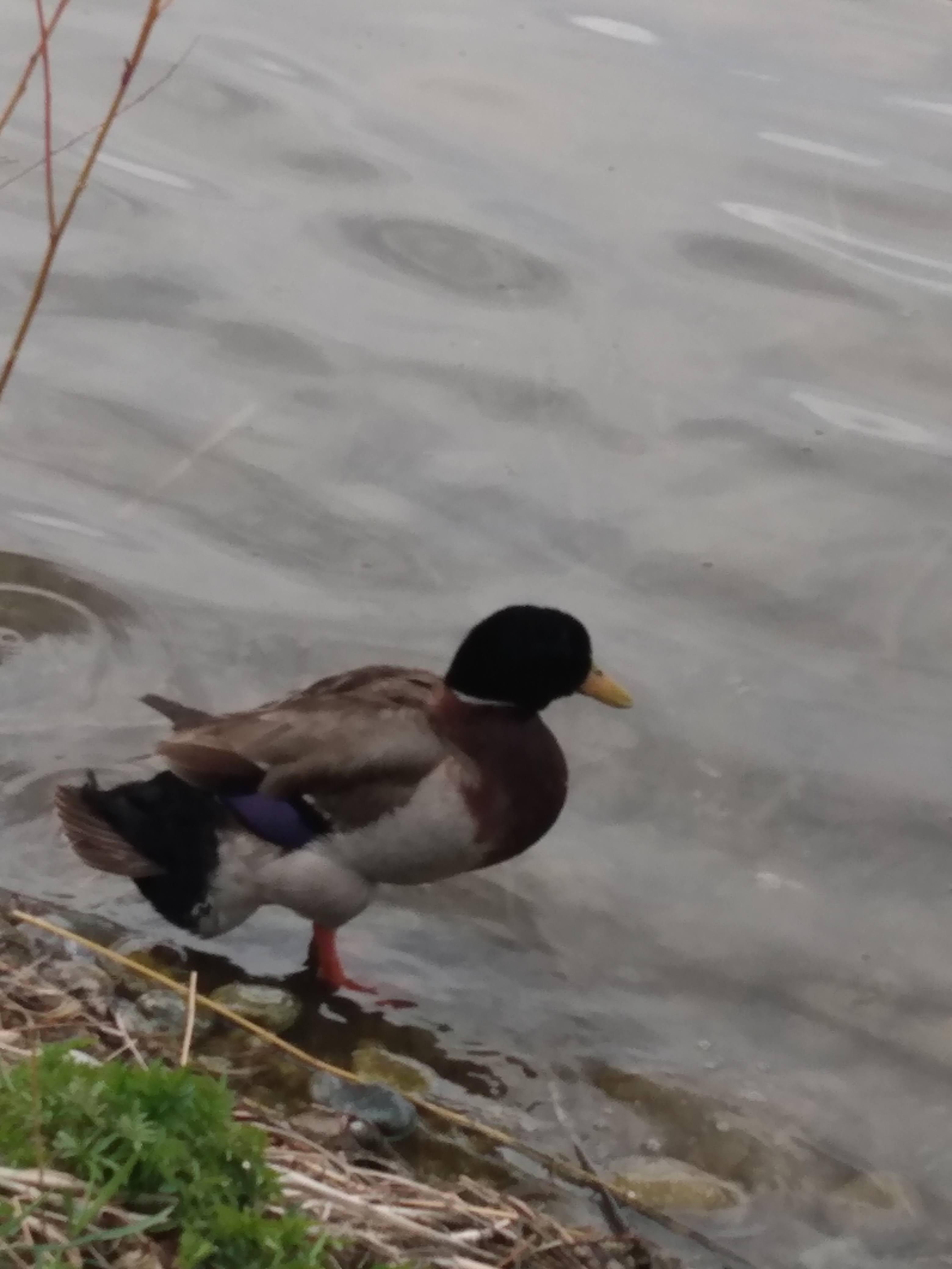 Mallard Duck heading for a swim