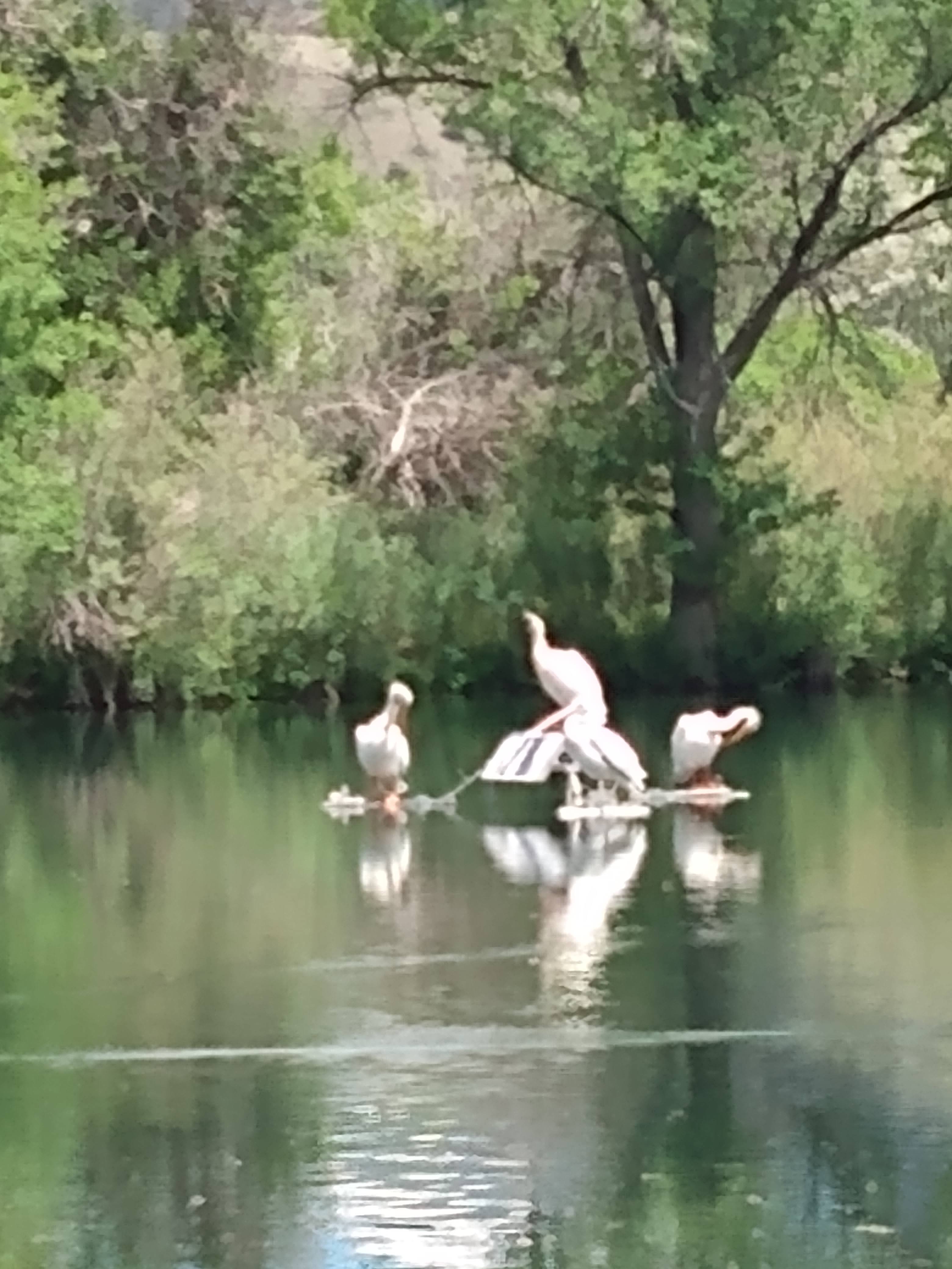 Four Storks on a solar perch at Sand Lake