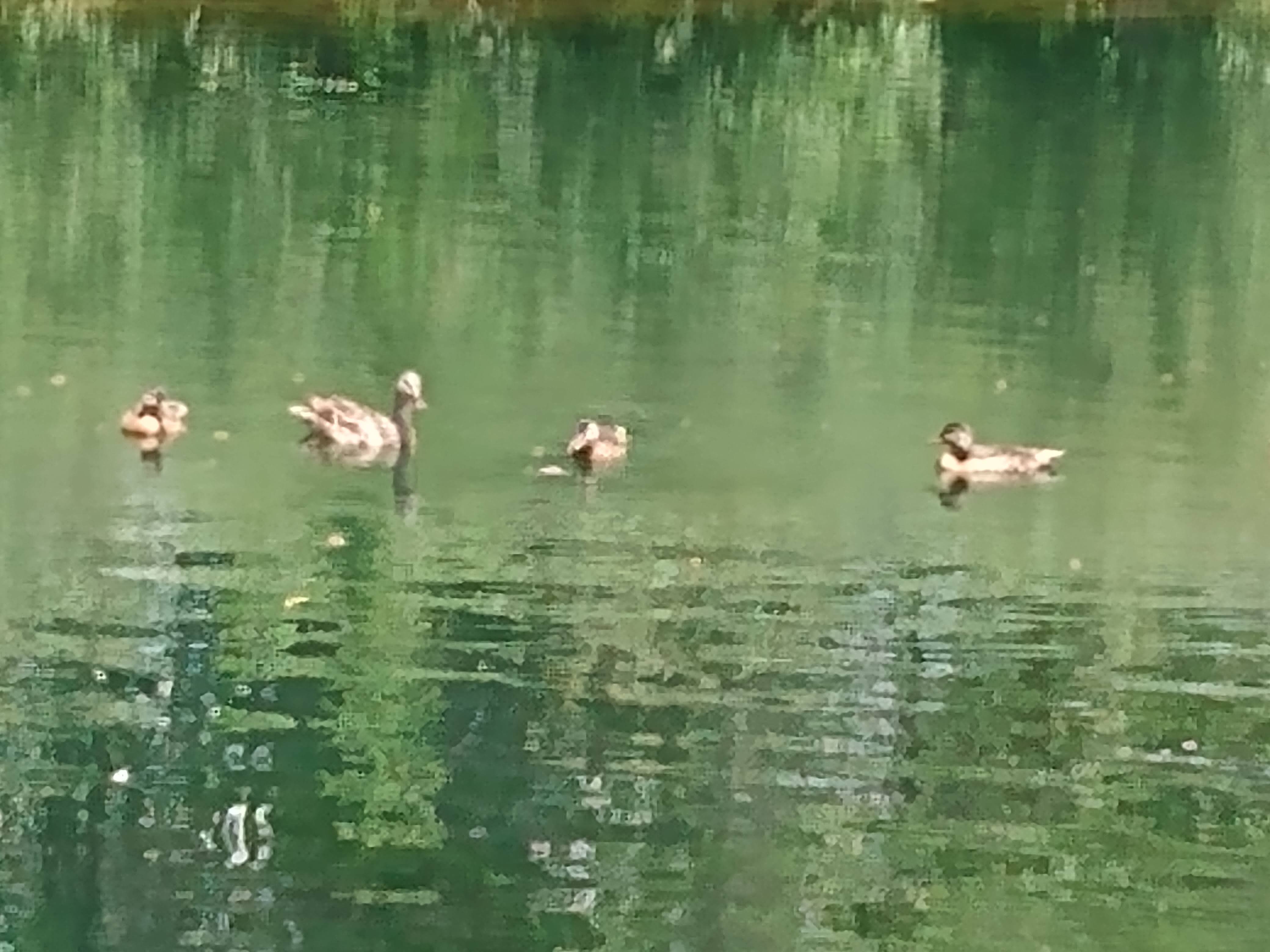 Four brown ducks swimming