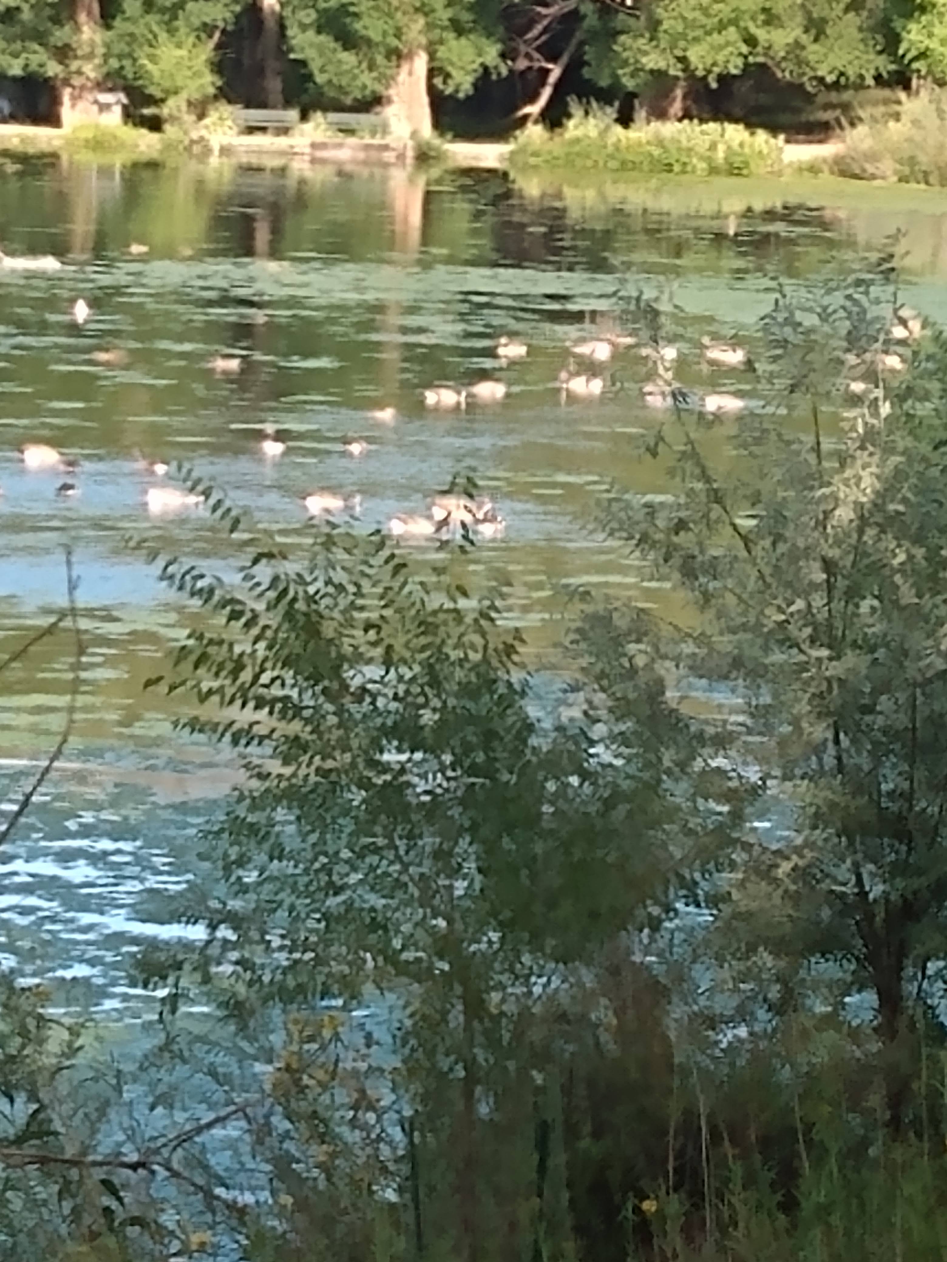 Lots of Geese and ducks swimming at Sand Lake