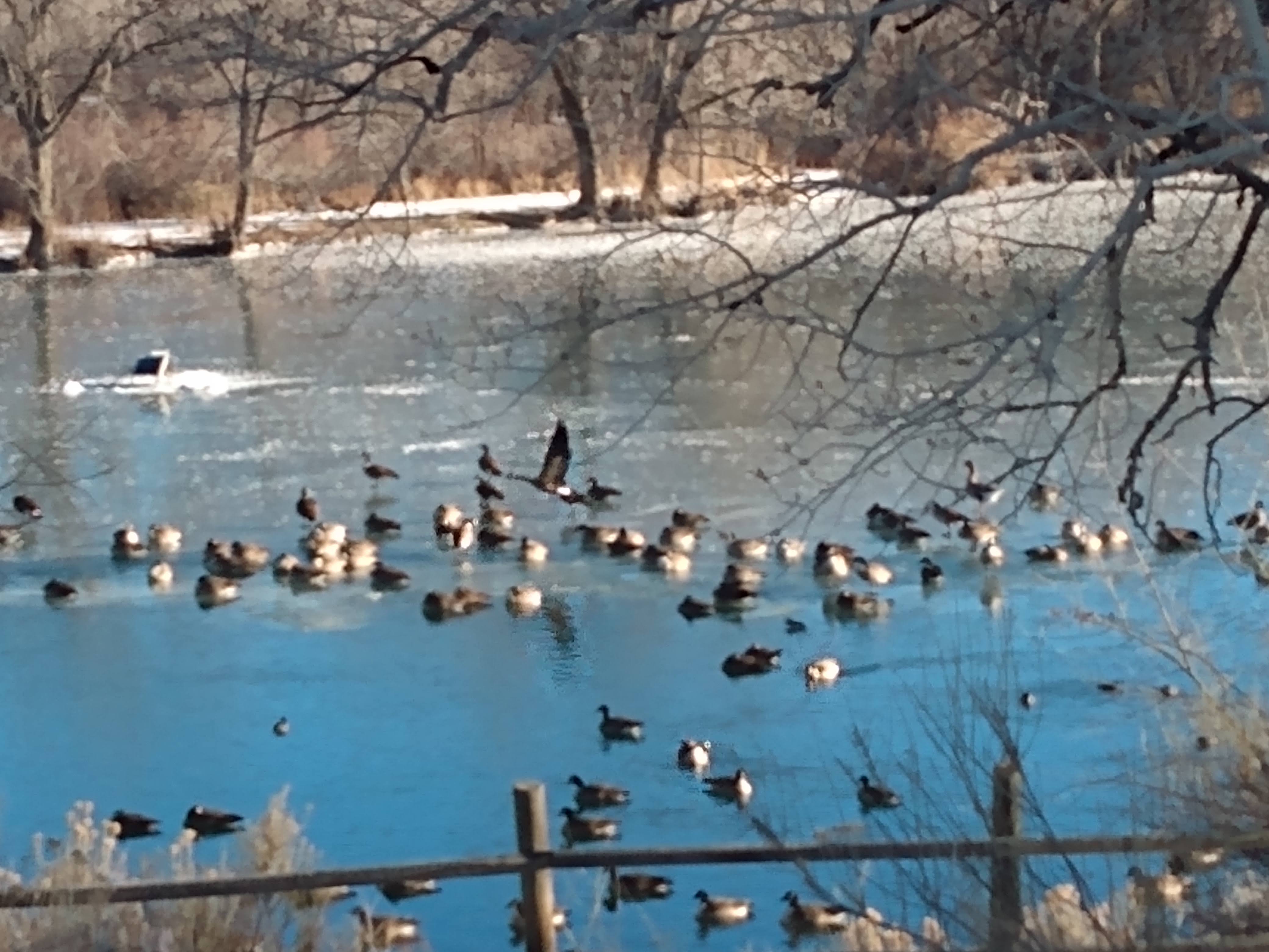 Canadian Geese on an icy Sand Lake