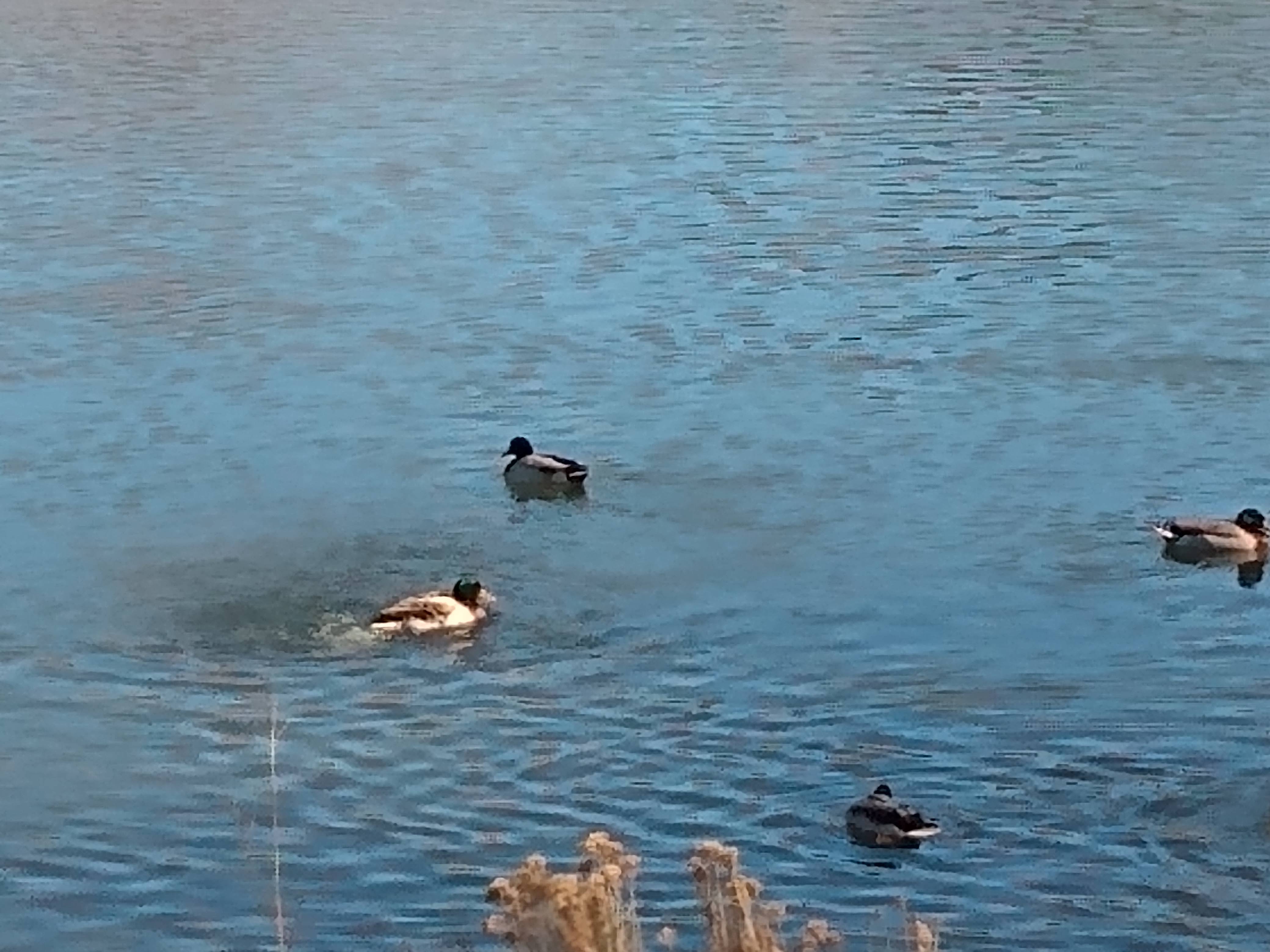 Four ducks swimming at Sand Lake