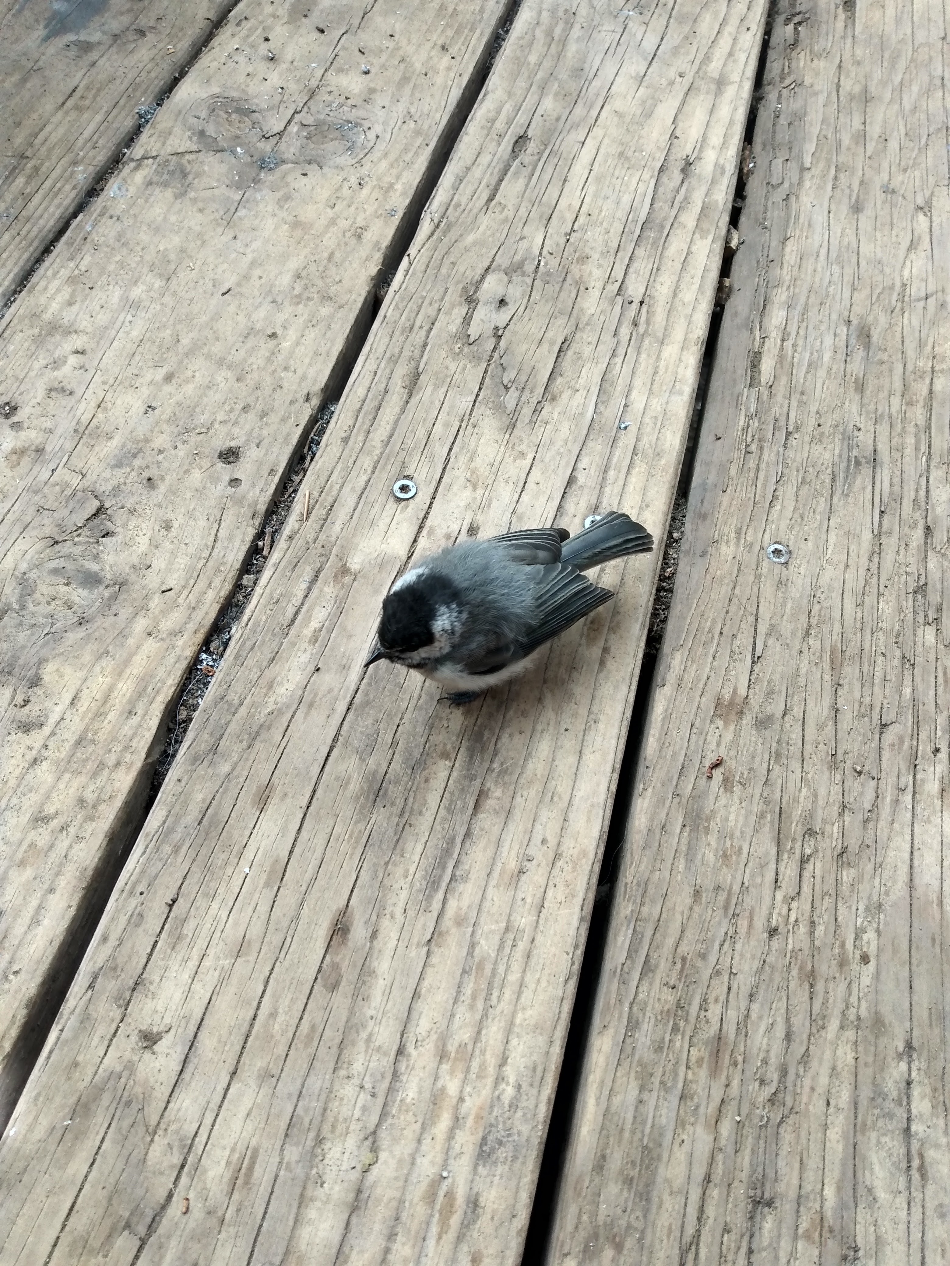 Chickadee on my deck