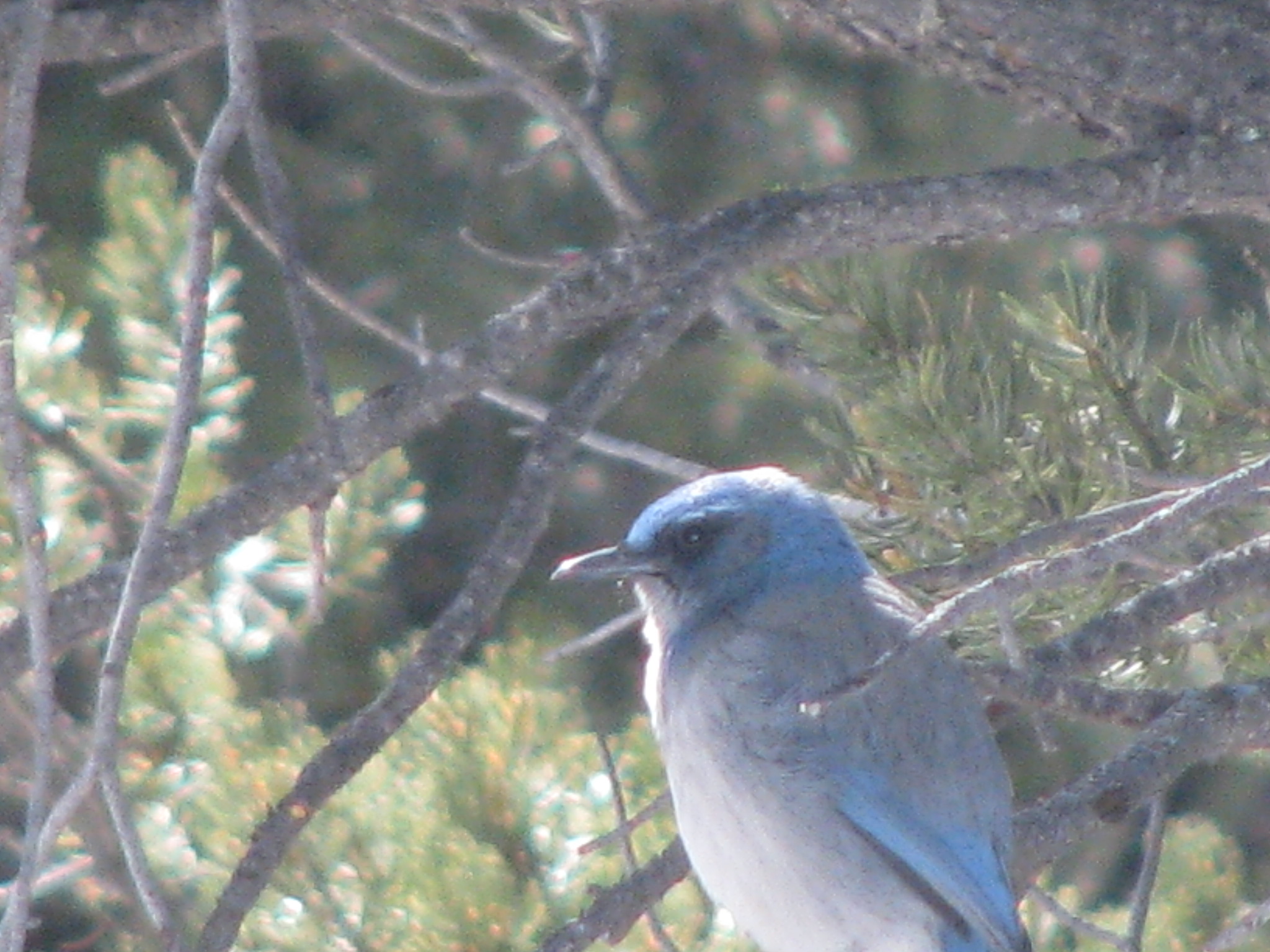 Blue Jay in a tree