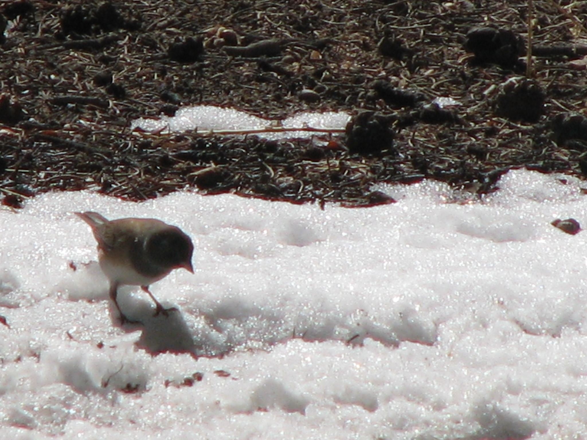 Junco in the snow