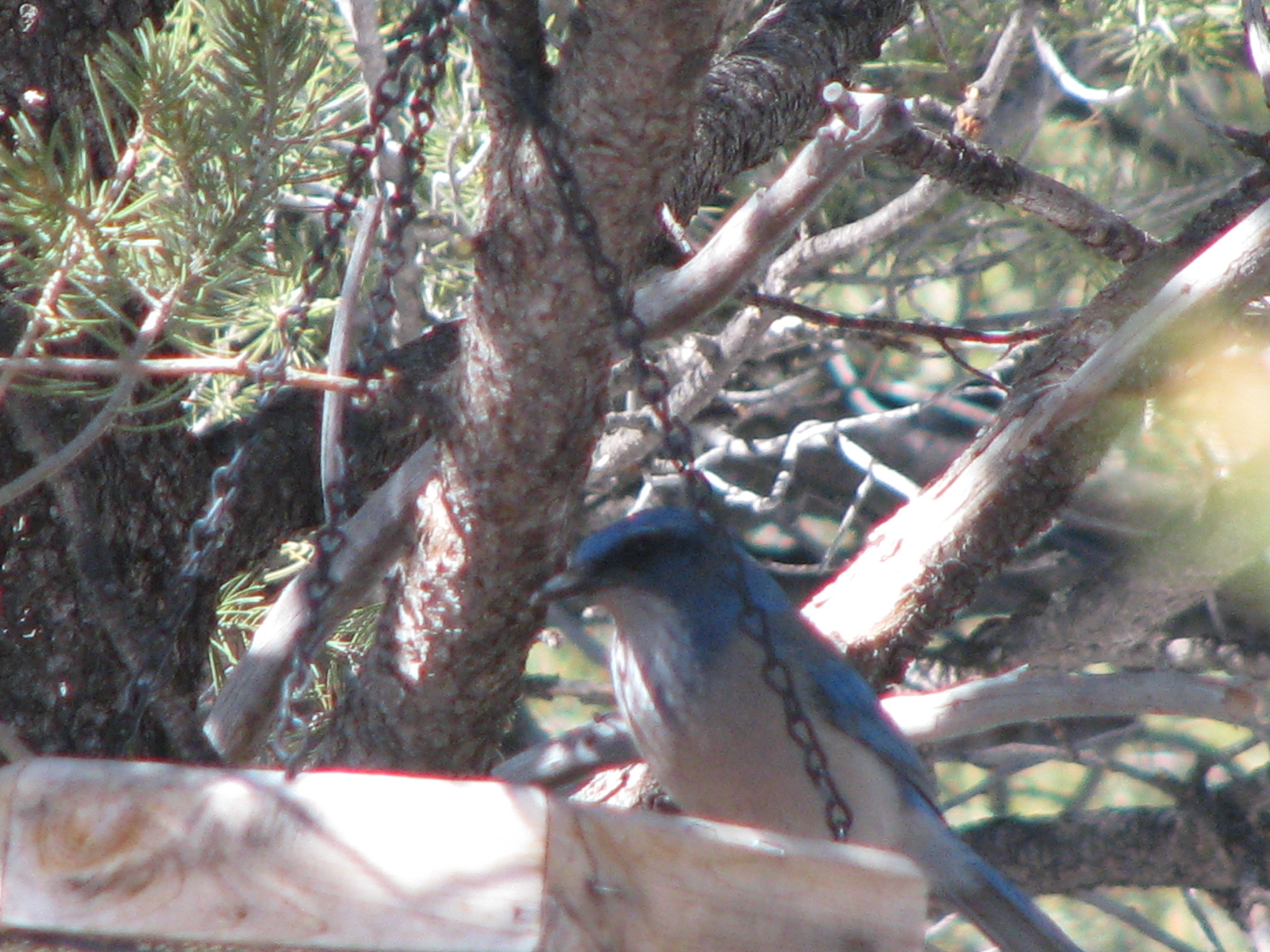 Blue Jay on the feeder