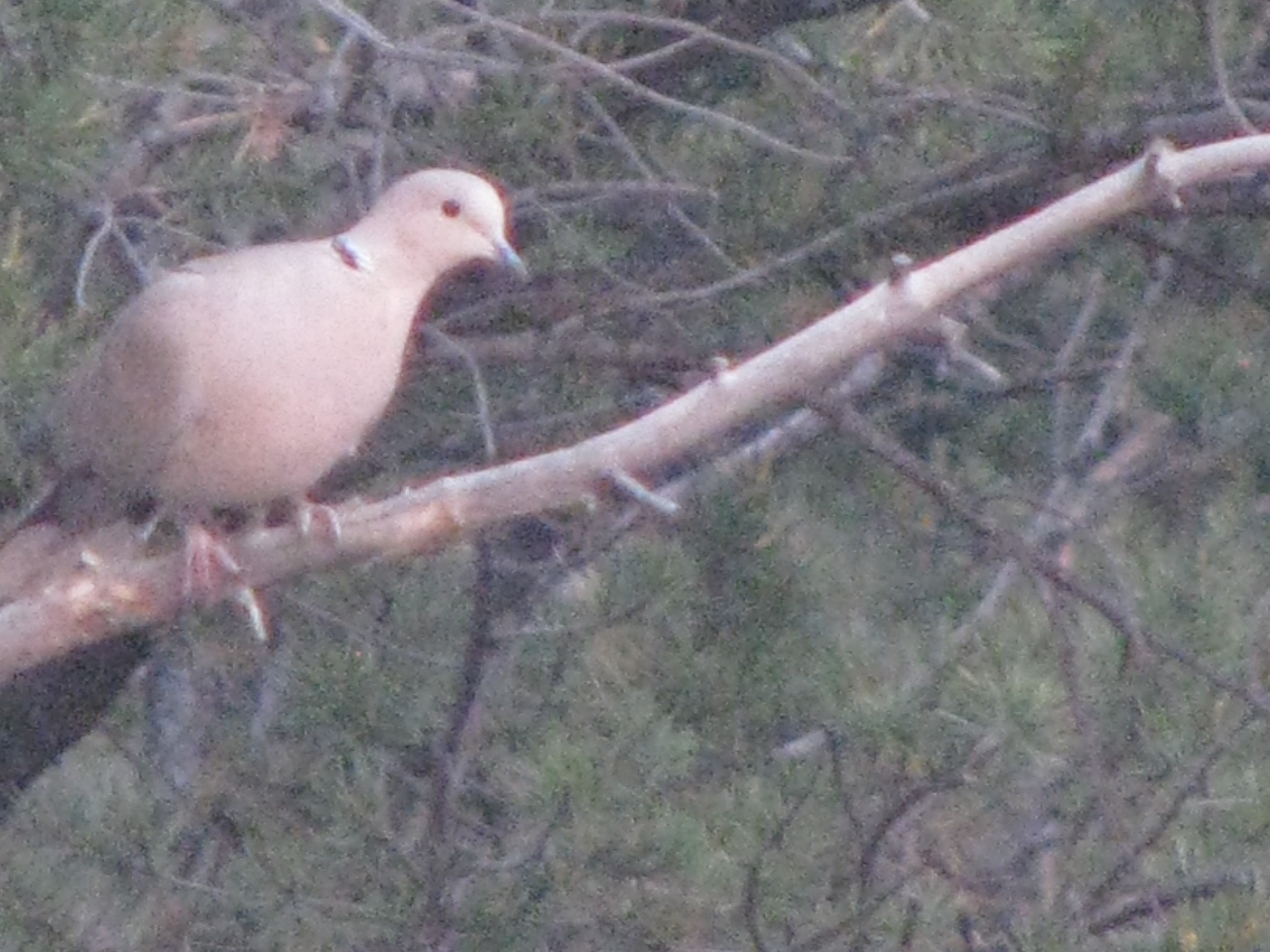 Rock Dove perched in a tree