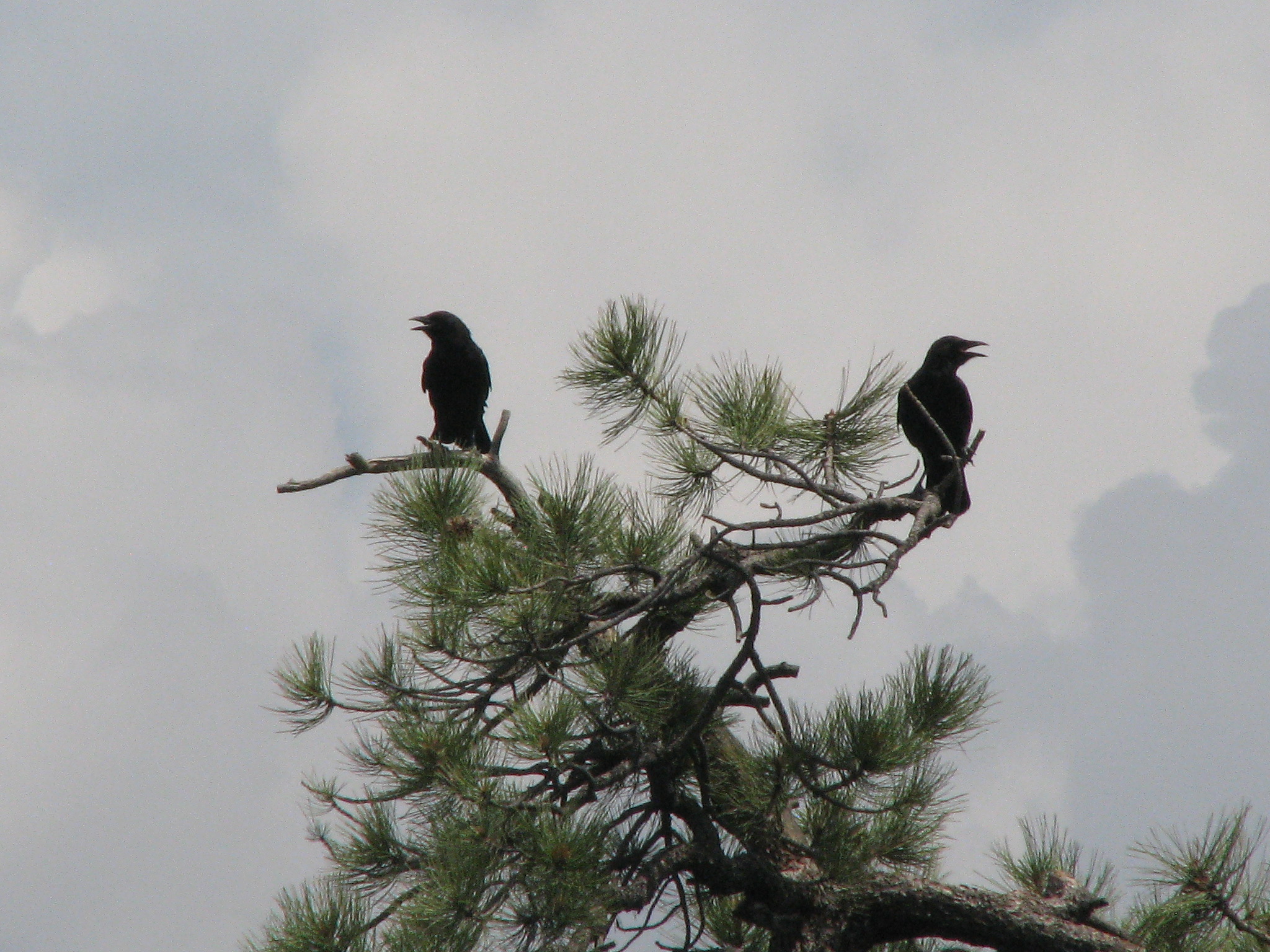 Two Ravens in a pine tree