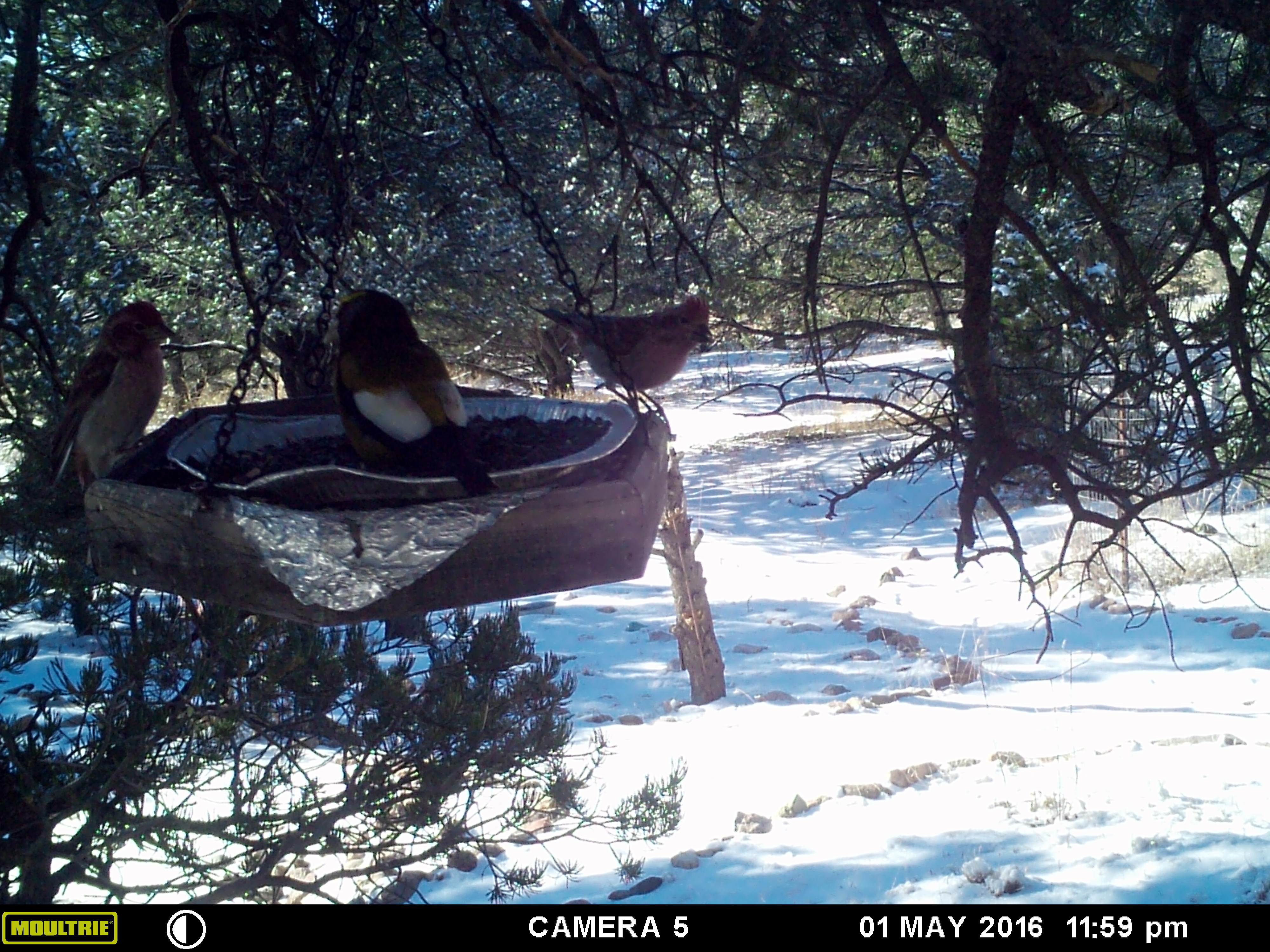 Sparrows on a feeder