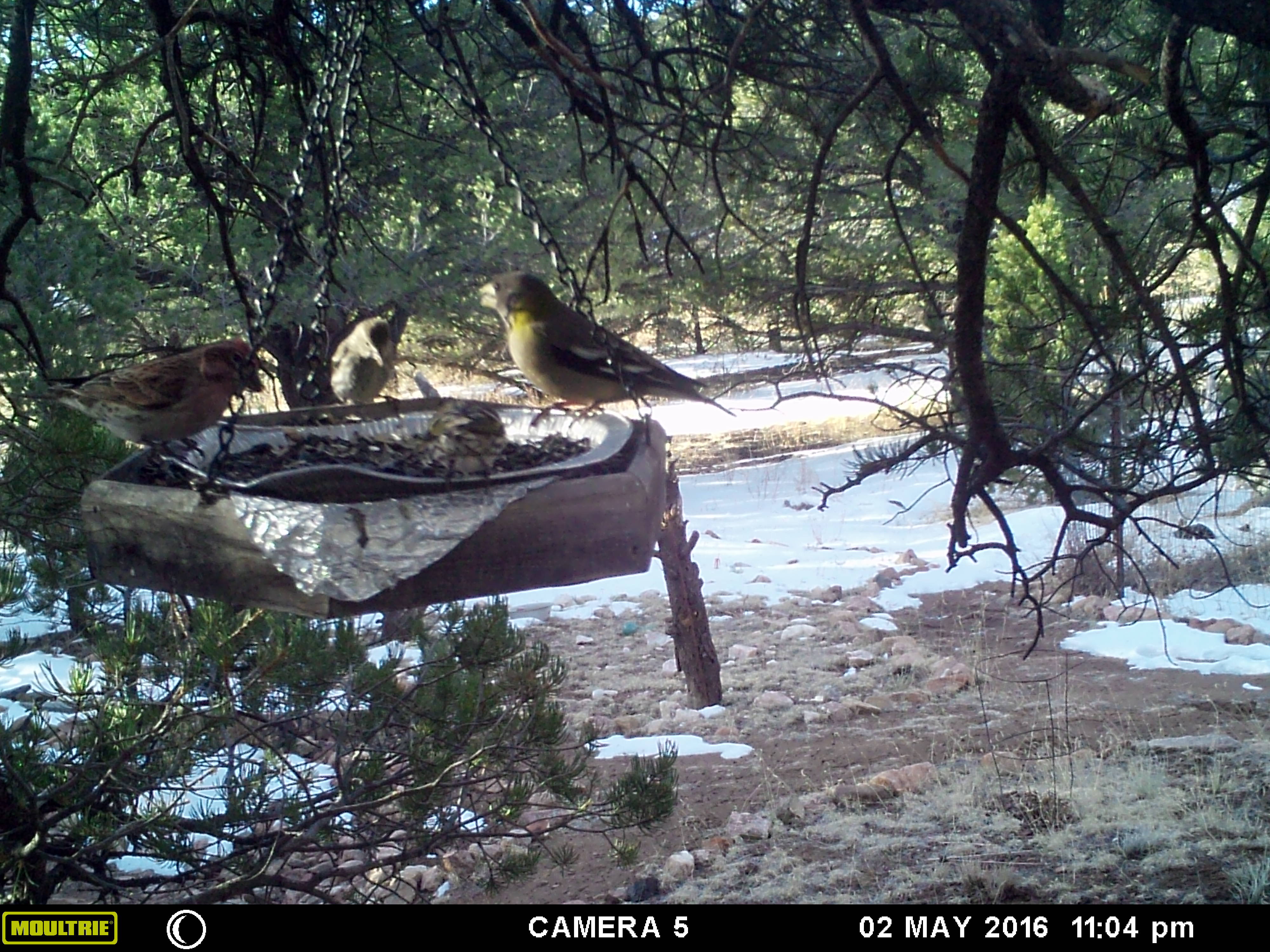 Sparrows on a feeder