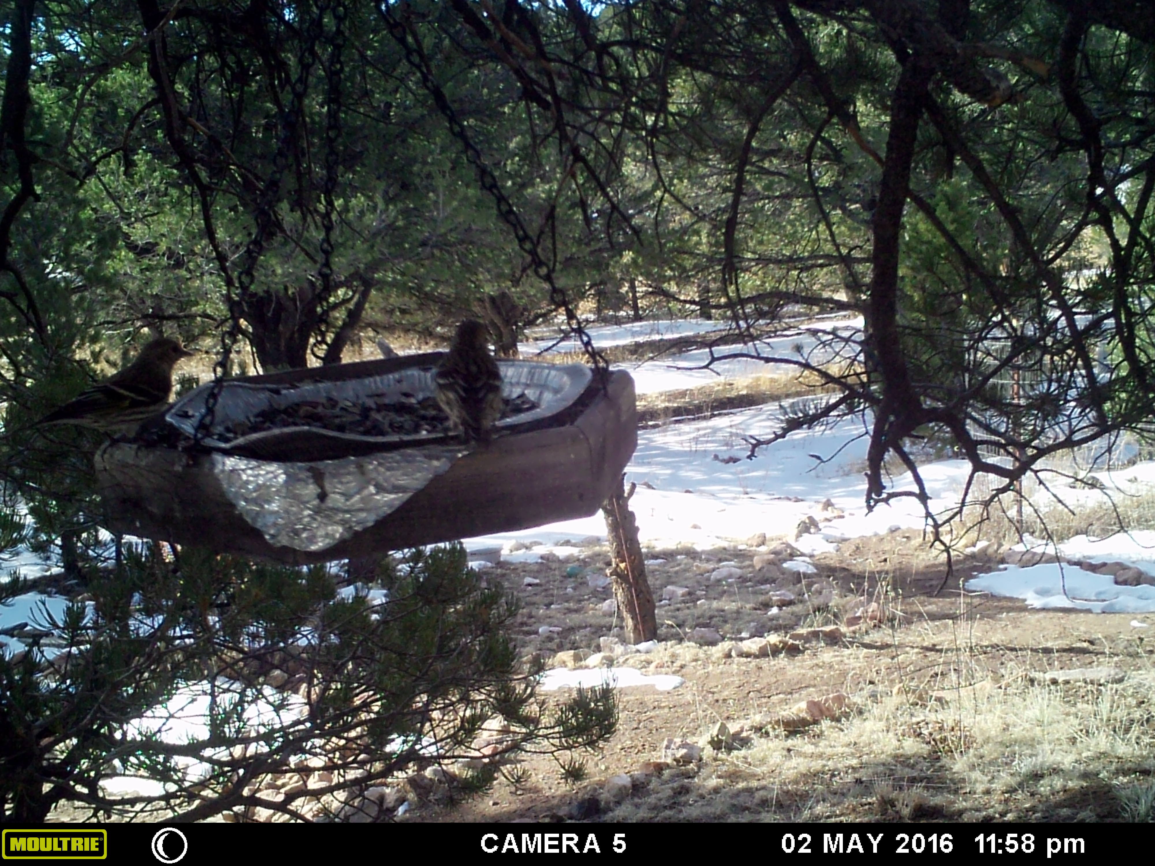 Chickadees and Juncos on a feeder